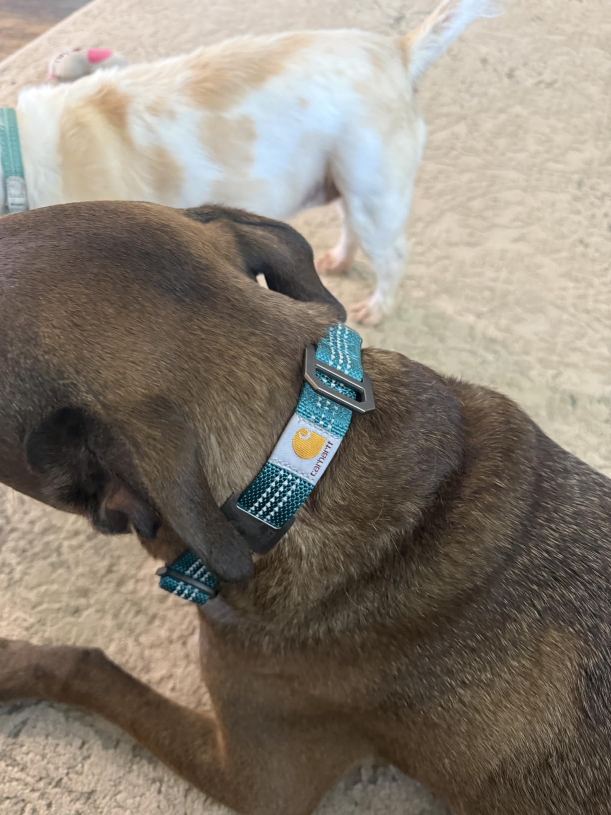 Carhartt Nylon Webbing Dog Collar, Fully Adjustable W/Durable Side Release Buckle and Reflective Stitching, Coral Glow, Large customer photo 2