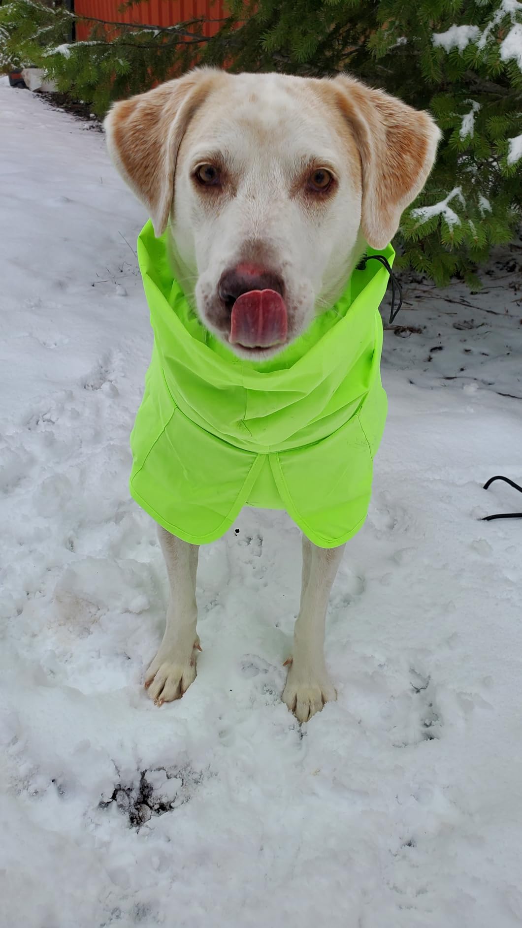 Spark Paws Dog Raincoat, Waterproof Windproof Rain Jacket, for Small Medium Large Extra Large Dogs, Reflective Breathable Full-Body Coverage Dry Suit - Mustard Yellow - 3XL customer photo 2