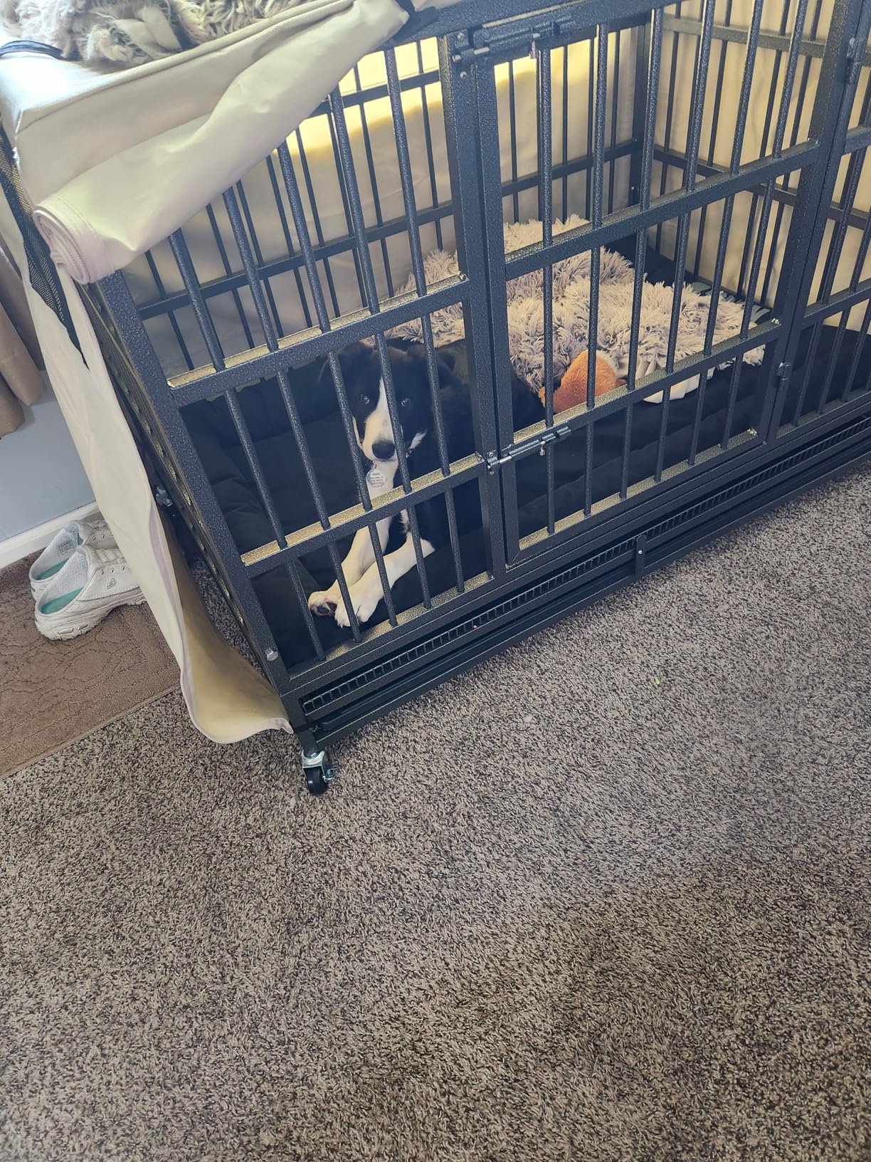 KOKOTANGS 48 Inch Heavy Duty Dog Crate Cage with Wheels, Indestructible and Escape Proof Steel Kennel Indoor for High Anxiety Dogs with Sturdy Locks, Double Door and Tray, Extra Large XL XXL, Black customer photo 2