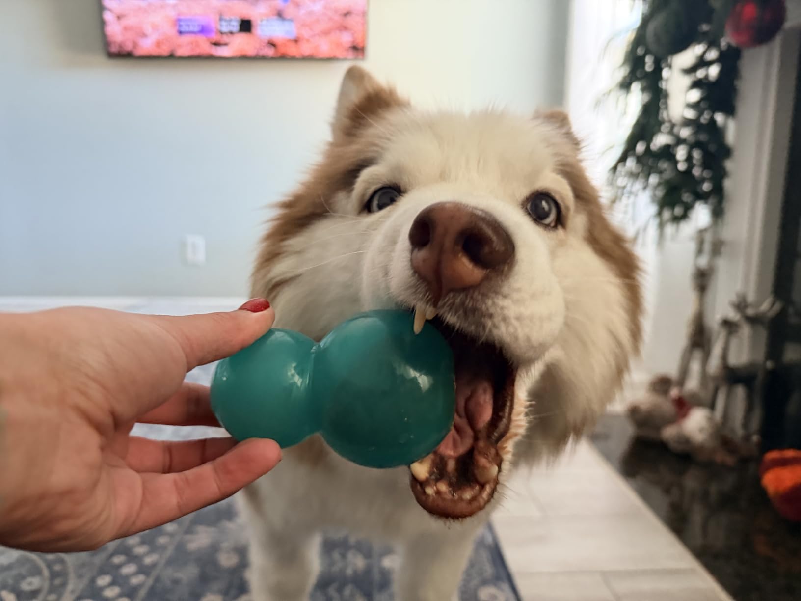 Outward Hound Double Snoop Interactive Treat Dispensing Dog Toy Puzzle Ball Slow Feeder customer photo 1