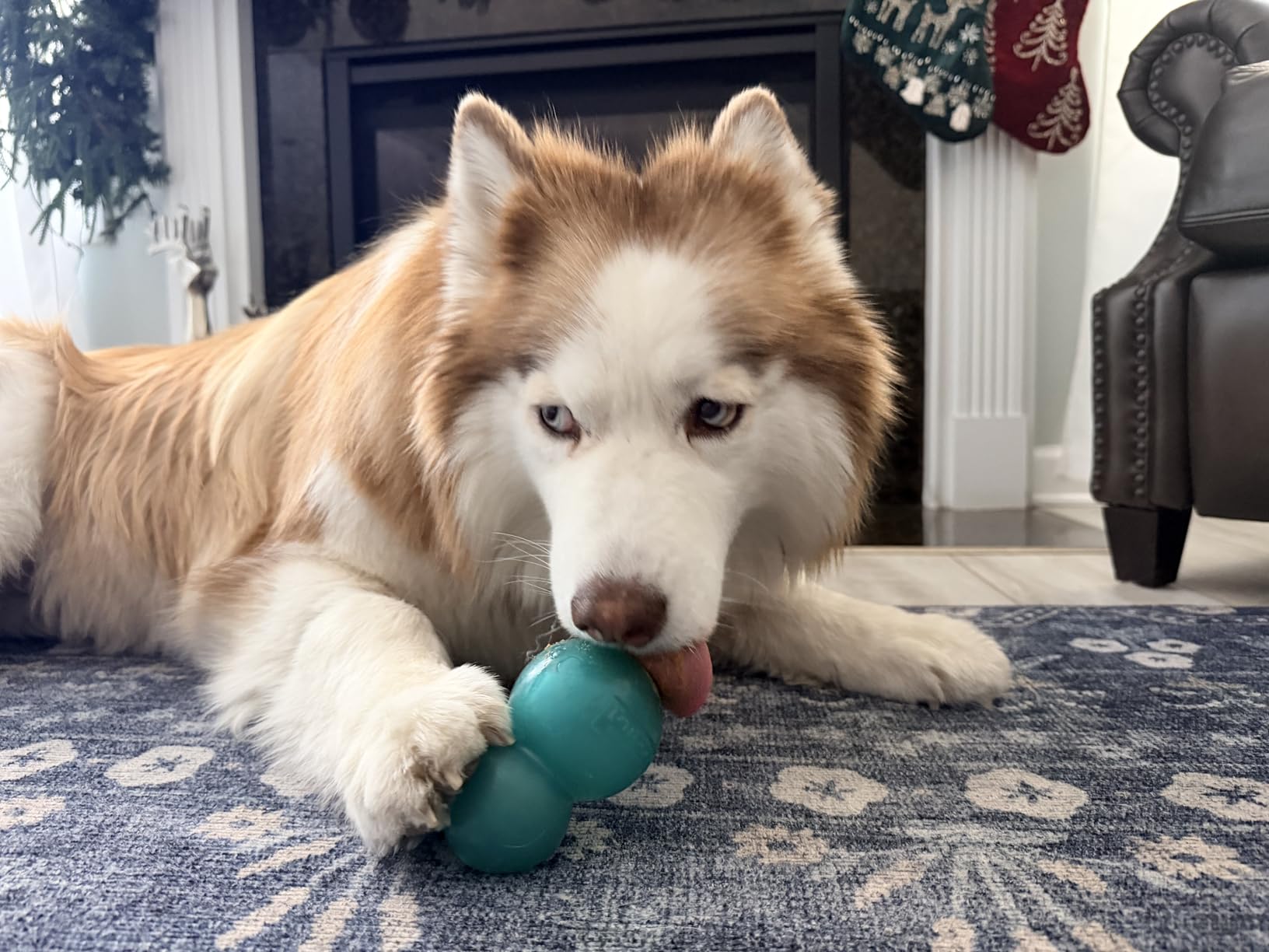 Outward Hound Double Snoop Interactive Treat Dispensing Dog Toy Puzzle Ball Slow Feeder customer photo 2