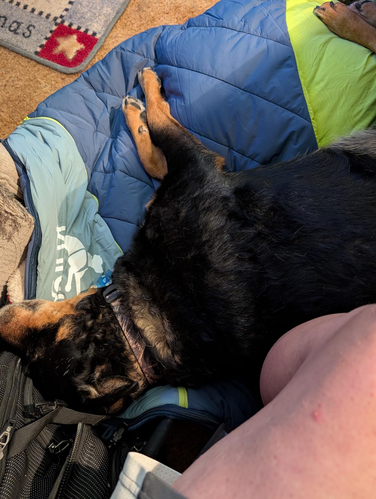 Kurgo Canyon Puffer Pup Sack, Travel Dog Bed for The Outdoors, Pet Sleeping Bag for Camping and Hiking, Packable with Stuff Sack, Durable, Water-Resistant customer photo 2