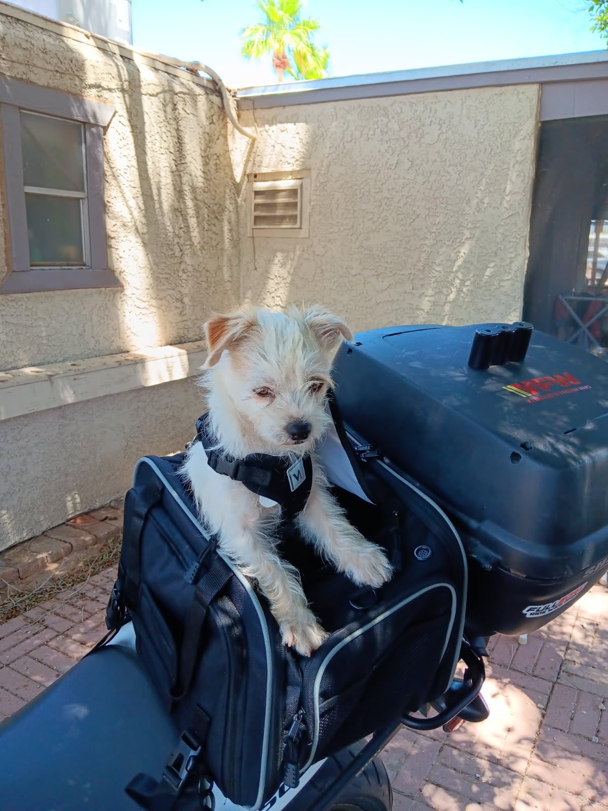 KEMIMOTO Motorcycle Dog Carrier Expandable, Airline Approved Pet Carrier Shoulder for Small Dogs & Cats Under 17 lbs, 18x11x11 Inch Soft-Sided Travel Bag, Folding & Portable for Cruiser Touring customer photo 1
