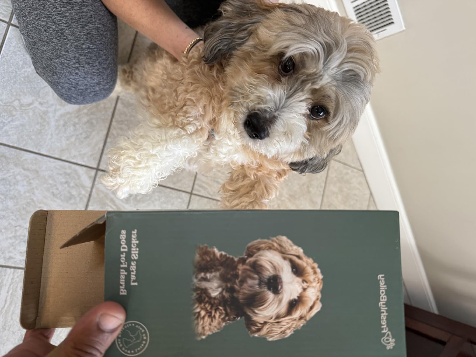 Freshly Bailey Doodle Brush for Goldendoodle, Poodle, and Labradoodle Coats - Best Slicker for Dogs With Wavy & Curly Hair - Detangle & Fluff Like a Pro - Grooming Must Haves (Large) customer photo 1