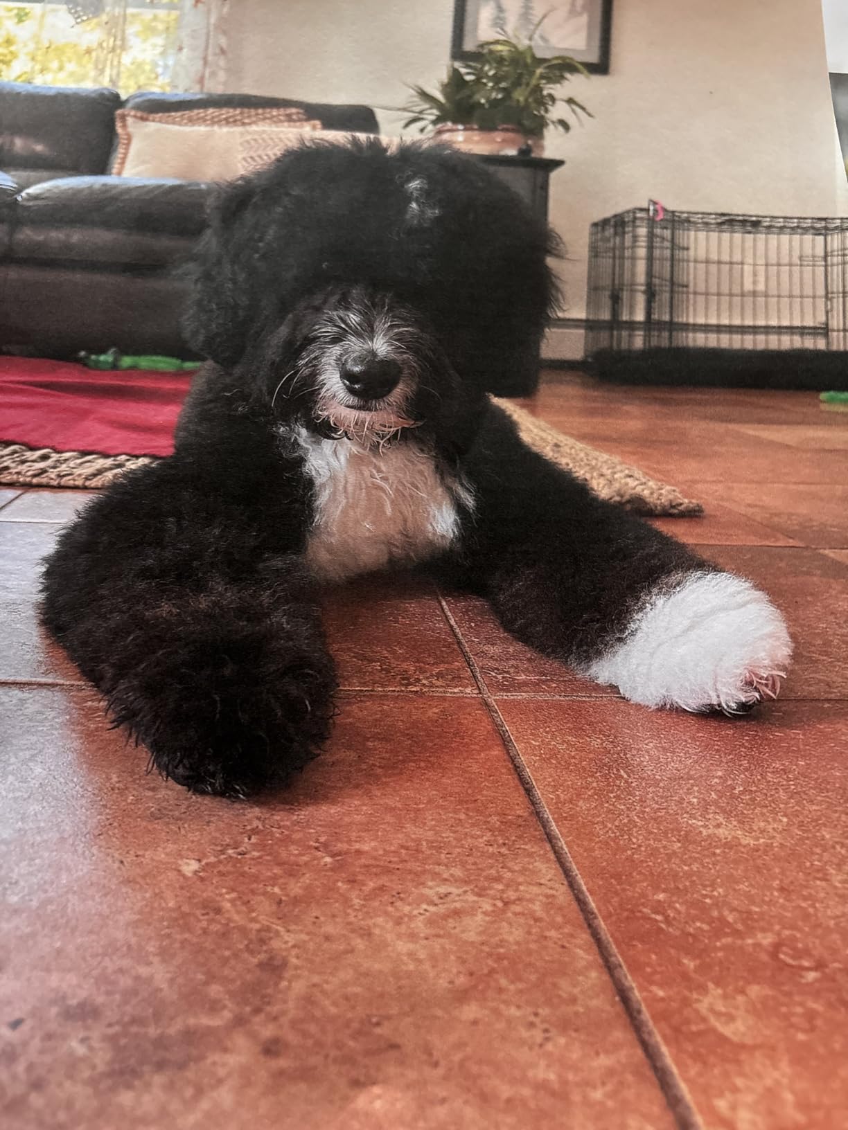 Freshly Bailey Doodle Brush for Goldendoodle, Poodle, and Labradoodle Coats - Best Slicker for Dogs With Wavy & Curly Hair - Detangle & Fluff Like a Pro - Grooming Must Haves (Large) customer photo 2