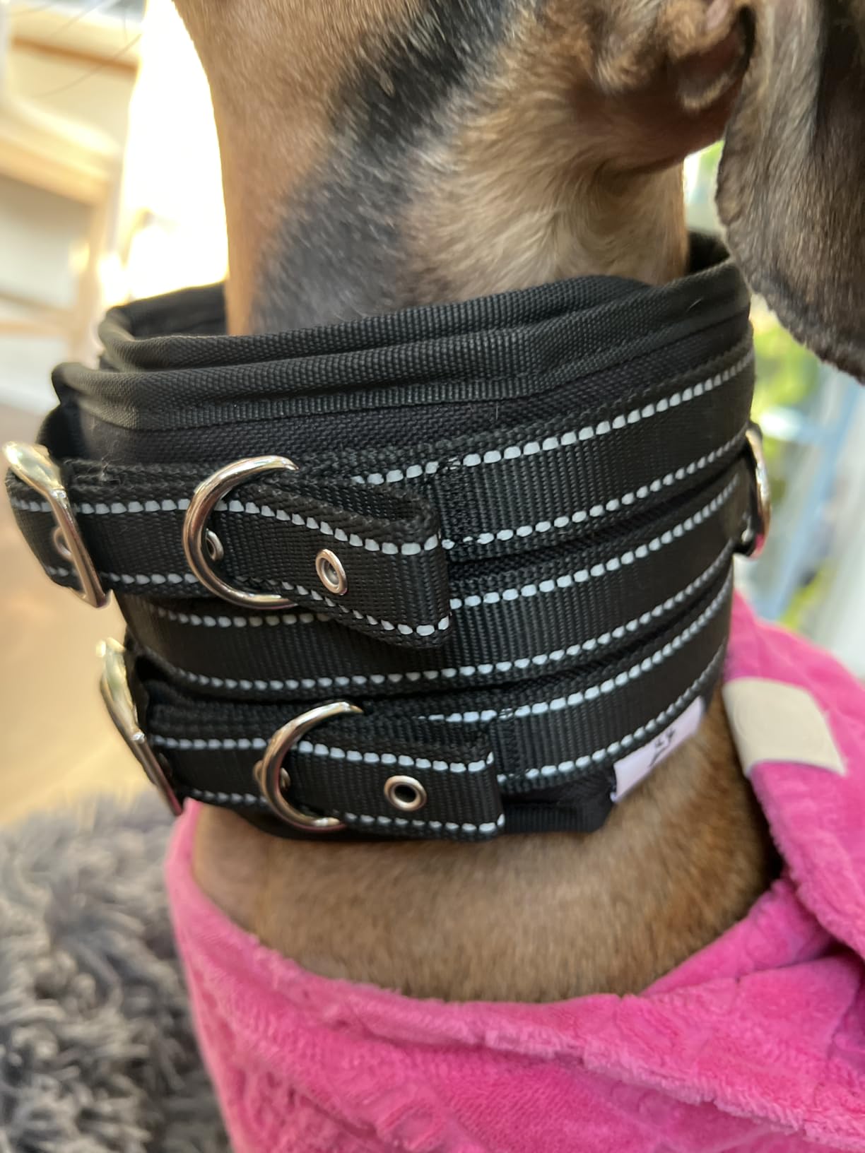 Protective Tactical Dog 4