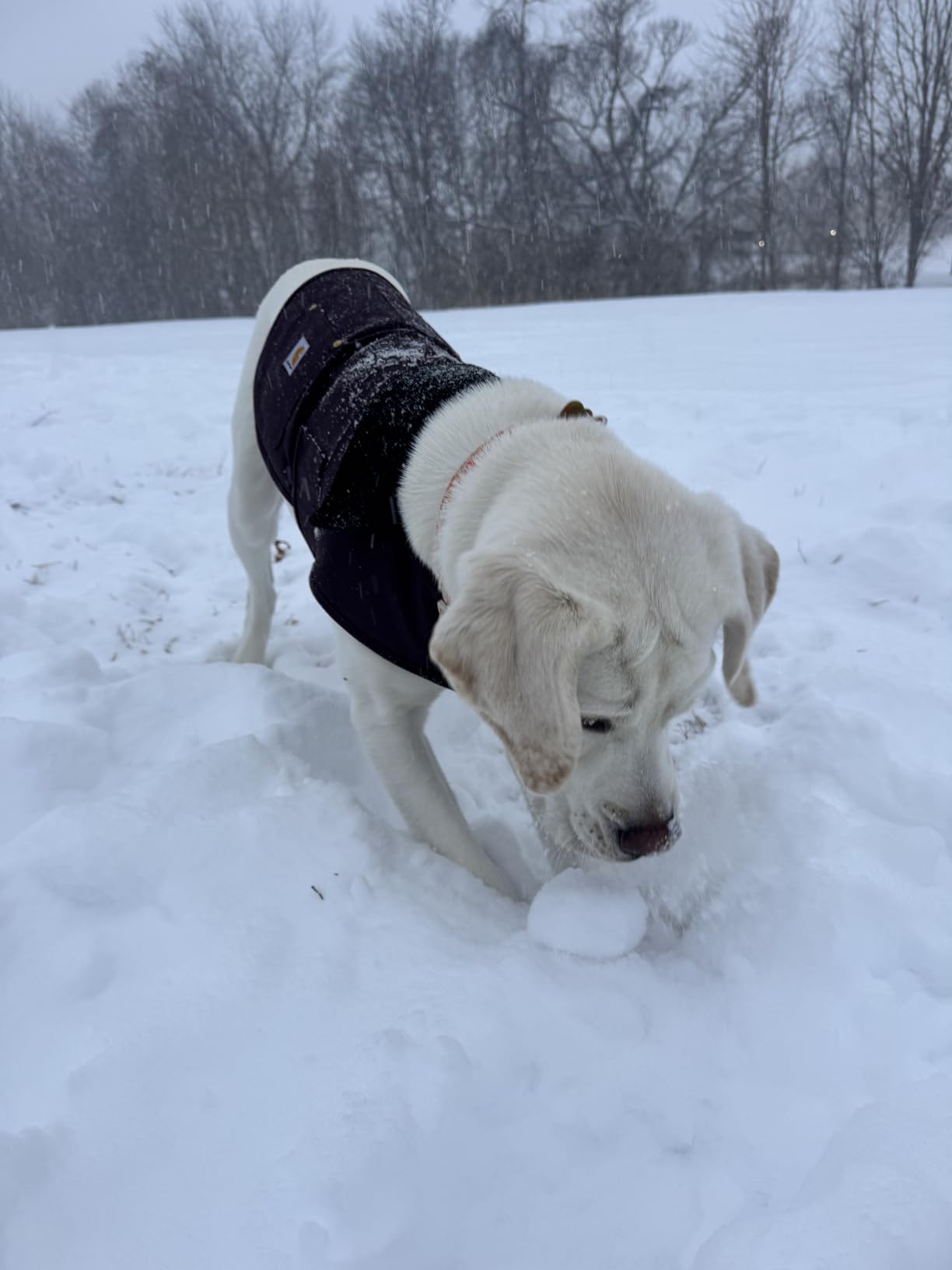 Carhartt Firm Duck Insulated Dog Chore Coat, Durable Weather Resistant Jacket for Cold and Windy Conditions, Hunter Orange, Large customer photo 1