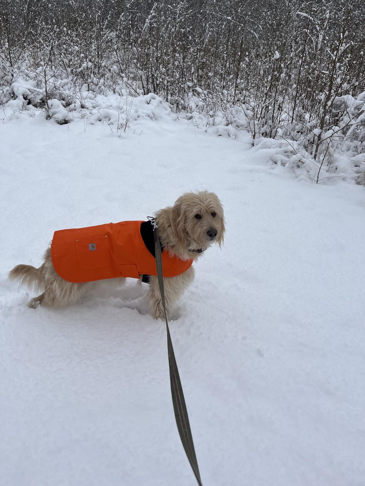 Carhartt Firm Duck Insulated Dog Chore Coat, Durable Weather Resistant Jacket for Cold and Windy Conditions, Hunter Orange, Large customer photo 2