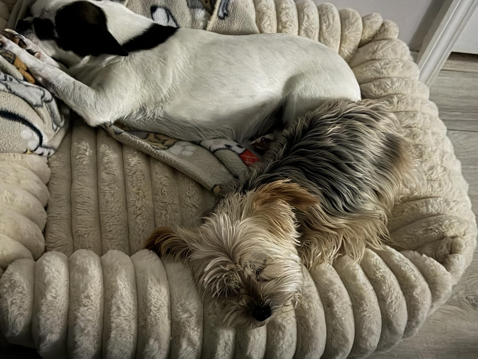 Bedsure ComfyFleece Cute Dog Bed for Small Medium Dogs - Washable Furry Puppy Beds, Rectangle Orthopedic Corduroy Fleece Pet Beds with Removable Zipper Cover, 25x21x7inches, Cream customer photo 2