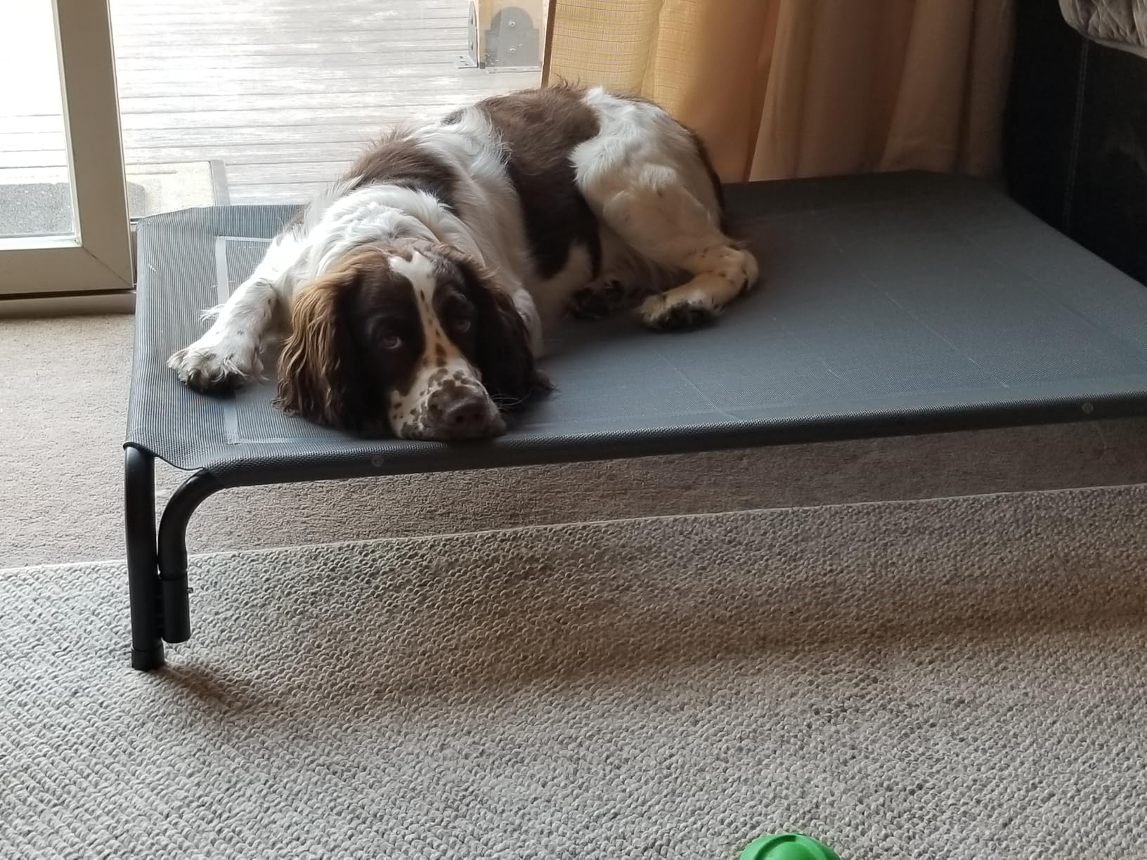 Czpalo Outdoor Elevated Dog Bed for Large Sized Dogs, No-Tool Assembly customer photo 1