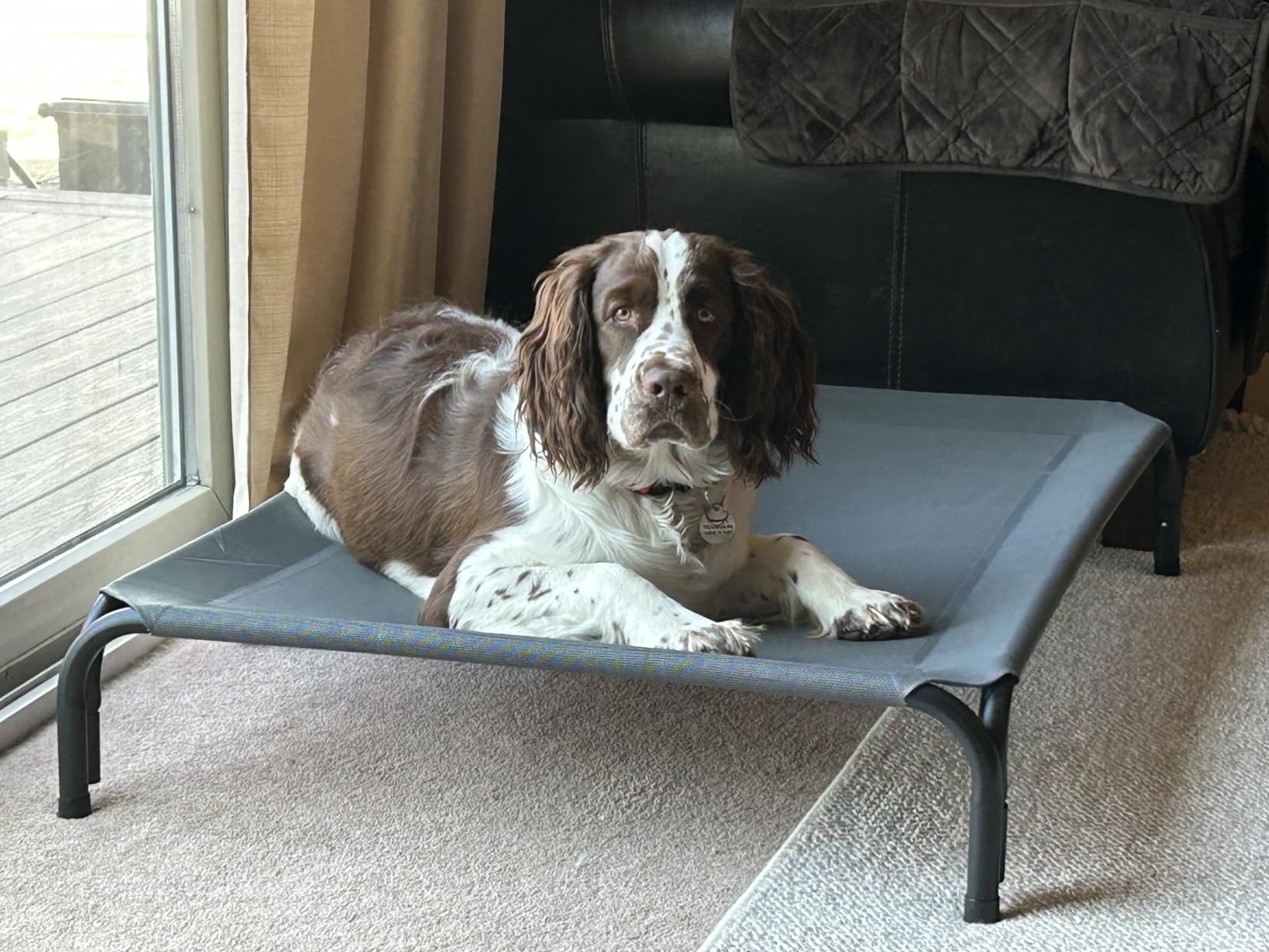 Czpalo Outdoor Elevated Dog Bed for Large Sized Dogs, No-Tool Assembly customer photo 2