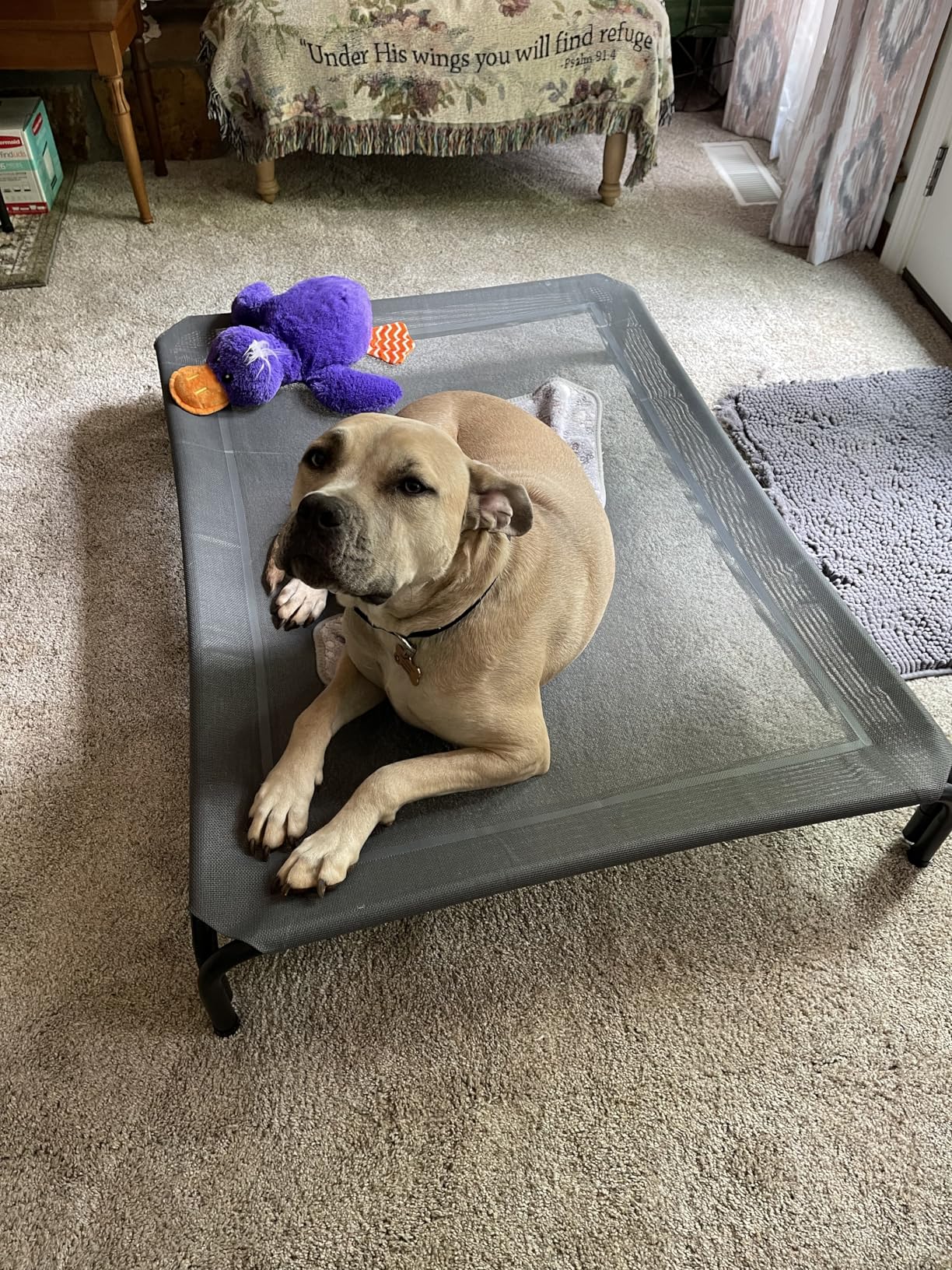 Elevated Dog Bed Raised Outdoor Dog Cot for Large Dogs, Installation Requires No Tools, Frame with Washable Cooling Breathable Mesh Anti-Slip Feet, Indoor Pet Bed, Black, 43.3 Inches customer photo 1