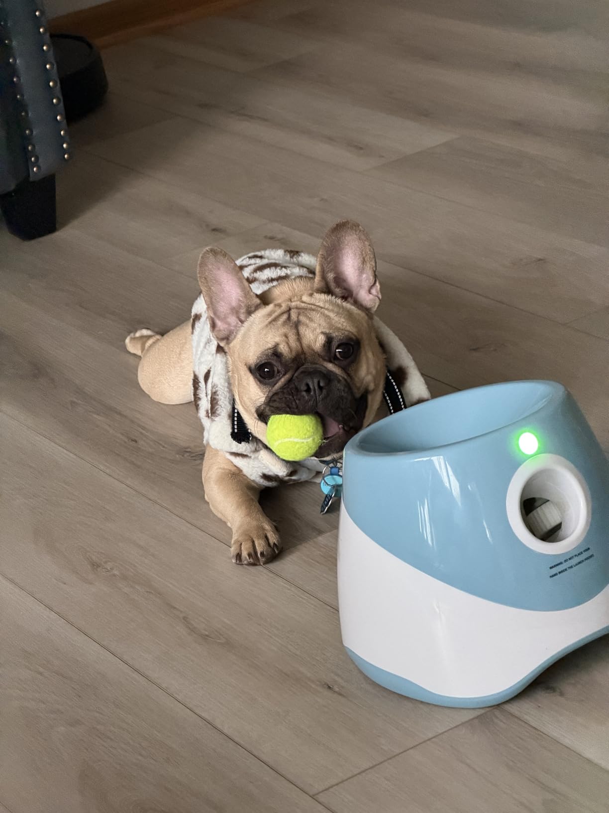 MEKAPLE Automatic Dog Ball Launcher, Dog Ball Thrower Machine with 10-30Ft 3 Launching Distance, Interactive Toys for Small Dogs Indoor & Outdoor with 15 Mini Tennis Balls (2 inch) - Blue customer photo 1