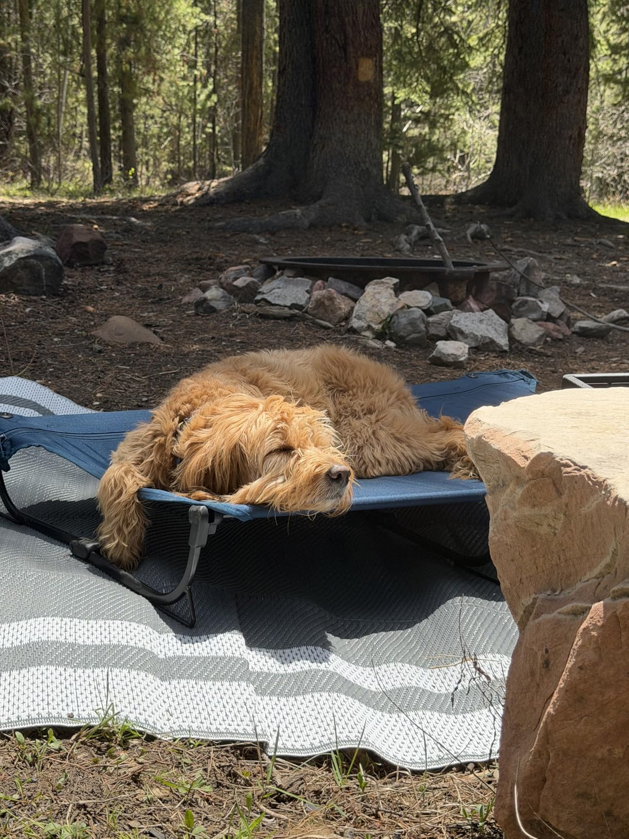 CANINE CANYON Daisy Cot, Medium Foldable Elevated Dog Bed, Portable Raised Outdoor Folding Dog Cot, Cooling, Chew Proof, Waterproof, Heavy Duty Up to 160 Lbs for Camping/Home, Dark Blue, 32