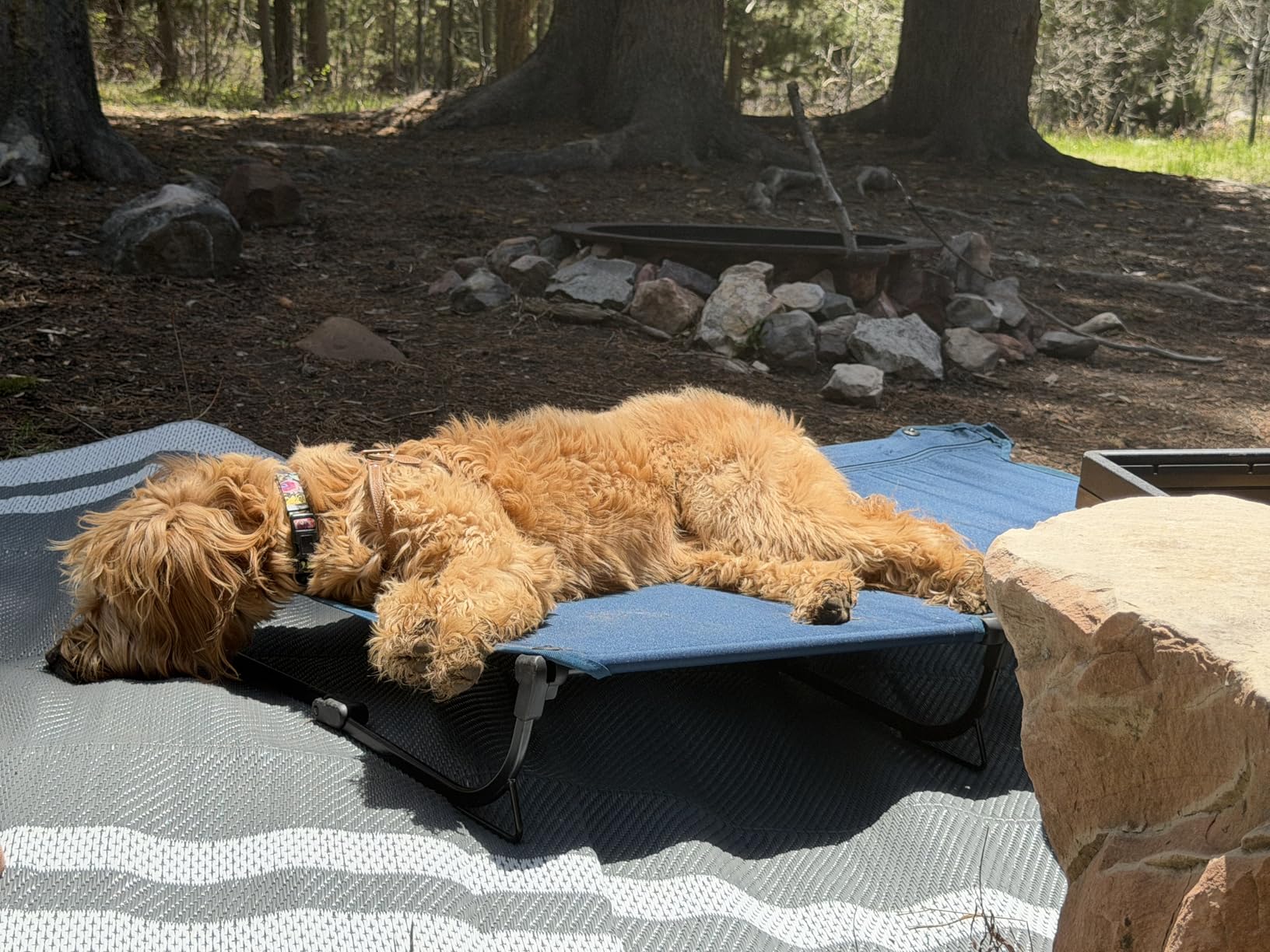 CANINE CANYON Daisy Cot, Medium Foldable Elevated Dog Bed, Portable Raised Outdoor Folding Dog Cot, Cooling, Chew Proof, Waterproof, Heavy Duty Up to 160 Lbs for Camping/Home, Dark Blue, 32