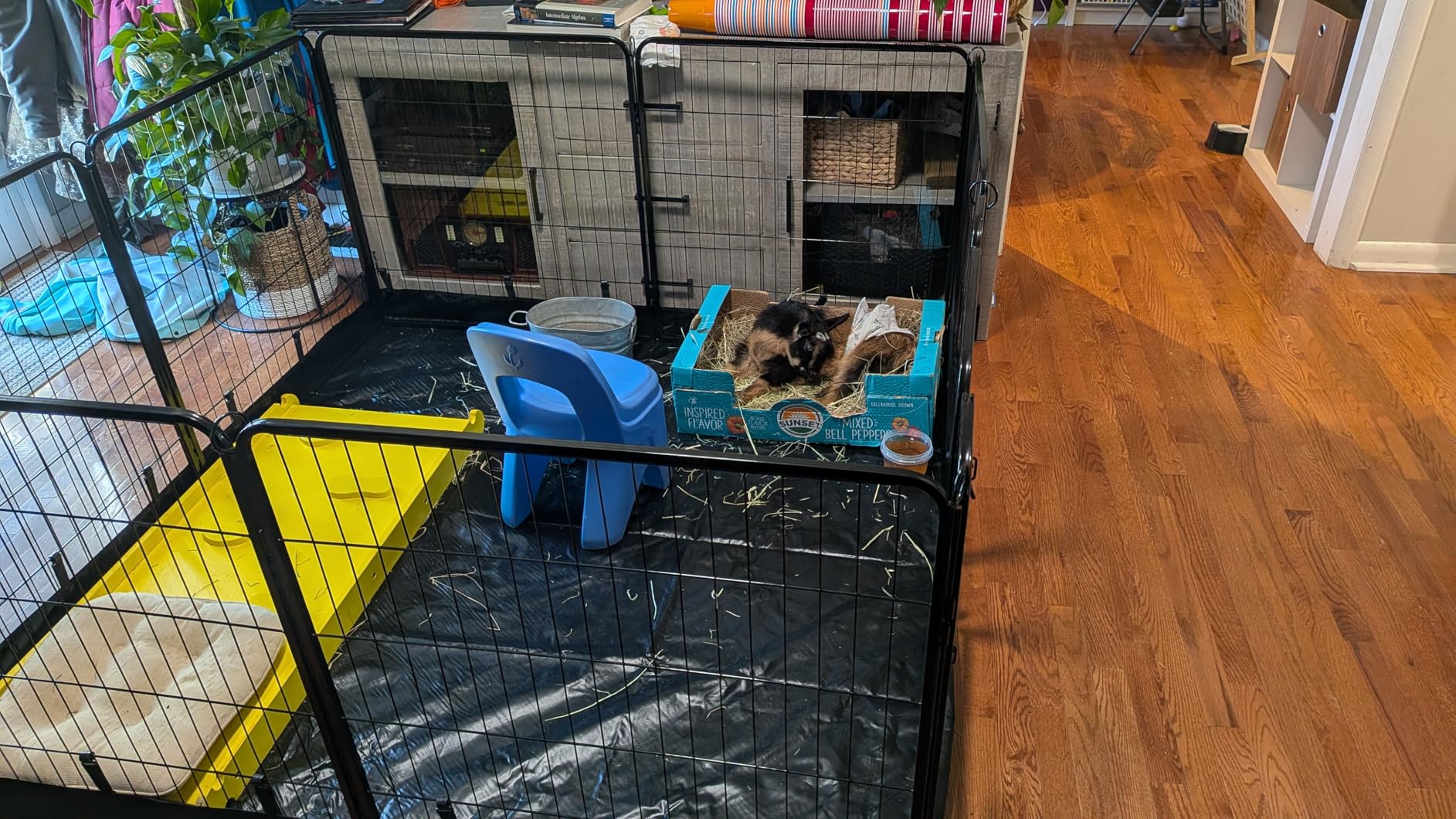 PJYuCien Dog Playpen Plus Storage Bag, 31.3 inch H 8 Panels Puppy Pen with Square Bottom, Heavy Duty Dog Fence for Puppies/Small Dogs customer photo 2