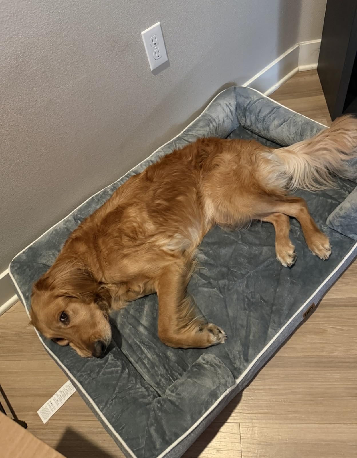 EHEYCIGA Orthopedic Dog Bed for Small Dogs, Waterproof Memory Foam Small Pet Beds with Sides, Non-Slip Bottom and Egg-Crate Foam Medium Dog Couch Bed with Washable Removable Cover, Grey customer photo 2