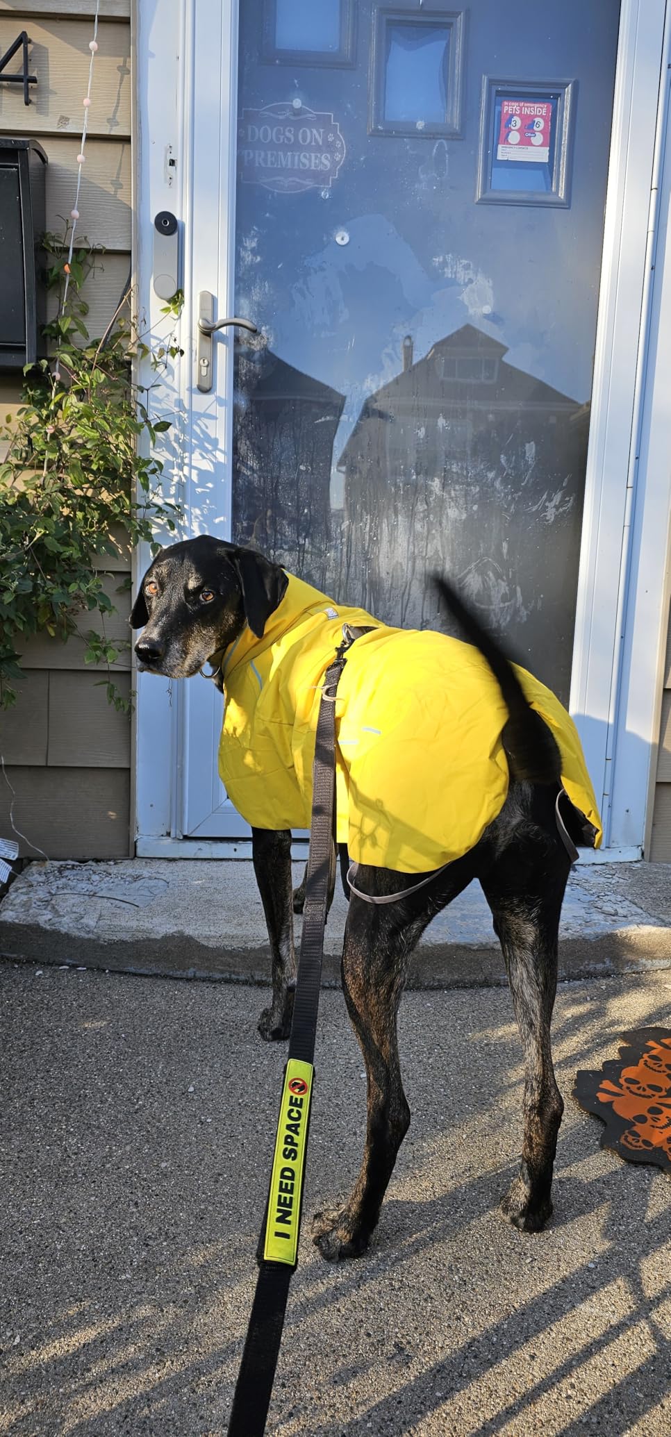 Ruffwear Vert Dog Winter Jacket, Insulated Waterproof Dog Coat with Harness Leash Portal, Breathable Design with Leg Loops, Windproof Extended Coverage, Reflective Trim, Blue Pool, X-Small customer photo 2