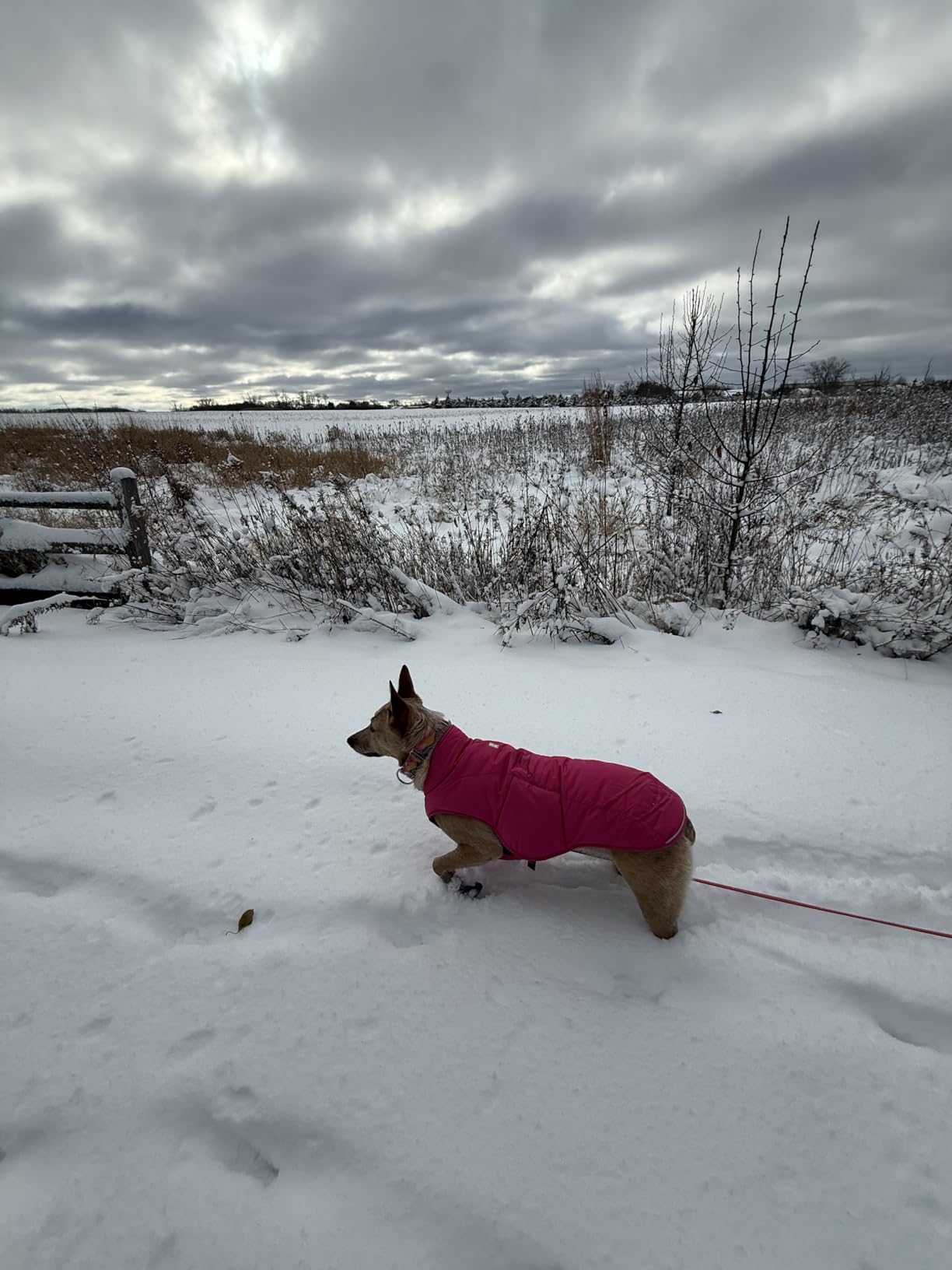 Ruffwear, Quinzee Dog Winter Jacket, Insulated Packable Puffer Vest with Leash Portal, Reflective Trim & Weather-Resistant Shell, Adjustable Fit Coat, Harness Compatible, River Rock Green, X-Large customer photo 2