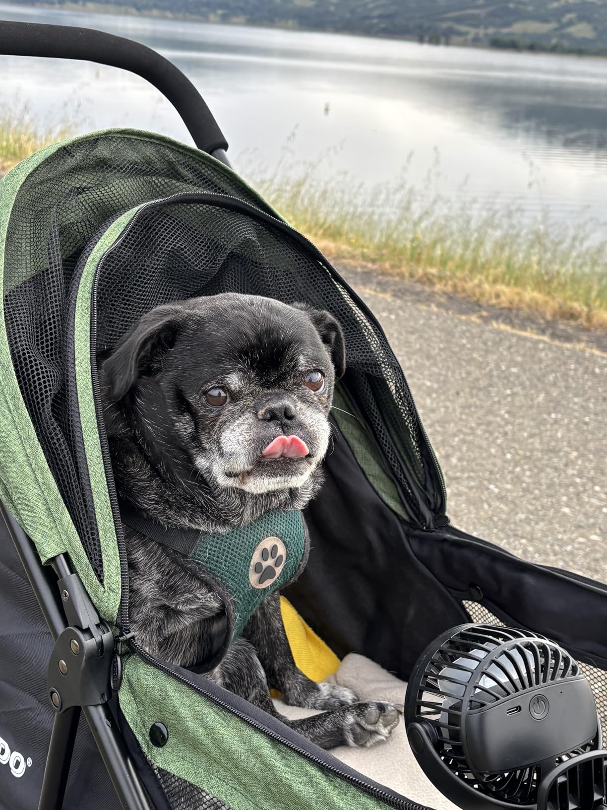 ROODO 3 Wheel Dog Pet Cat Stroller, Best Lightweight Foldable Compact Portable Jogger All Terrain Travel Pet Gear Puppy Kitty Stroller for up to 30lbs, Small Dogs and Cats, Light Khaki customer photo 2