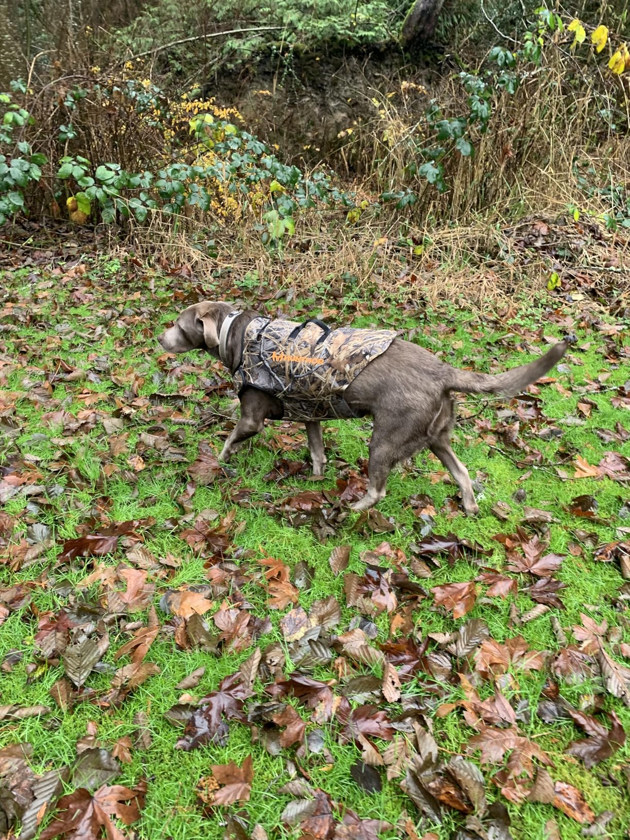 Dog Hunting Vest, 5mm Neoprene Camo Dog Vest for Waterfowl, Duck, Dove, and Bush Hunting, Insulated, Fast-Dry, and Tear-Resistant for Outdoor Activities customer photo 2