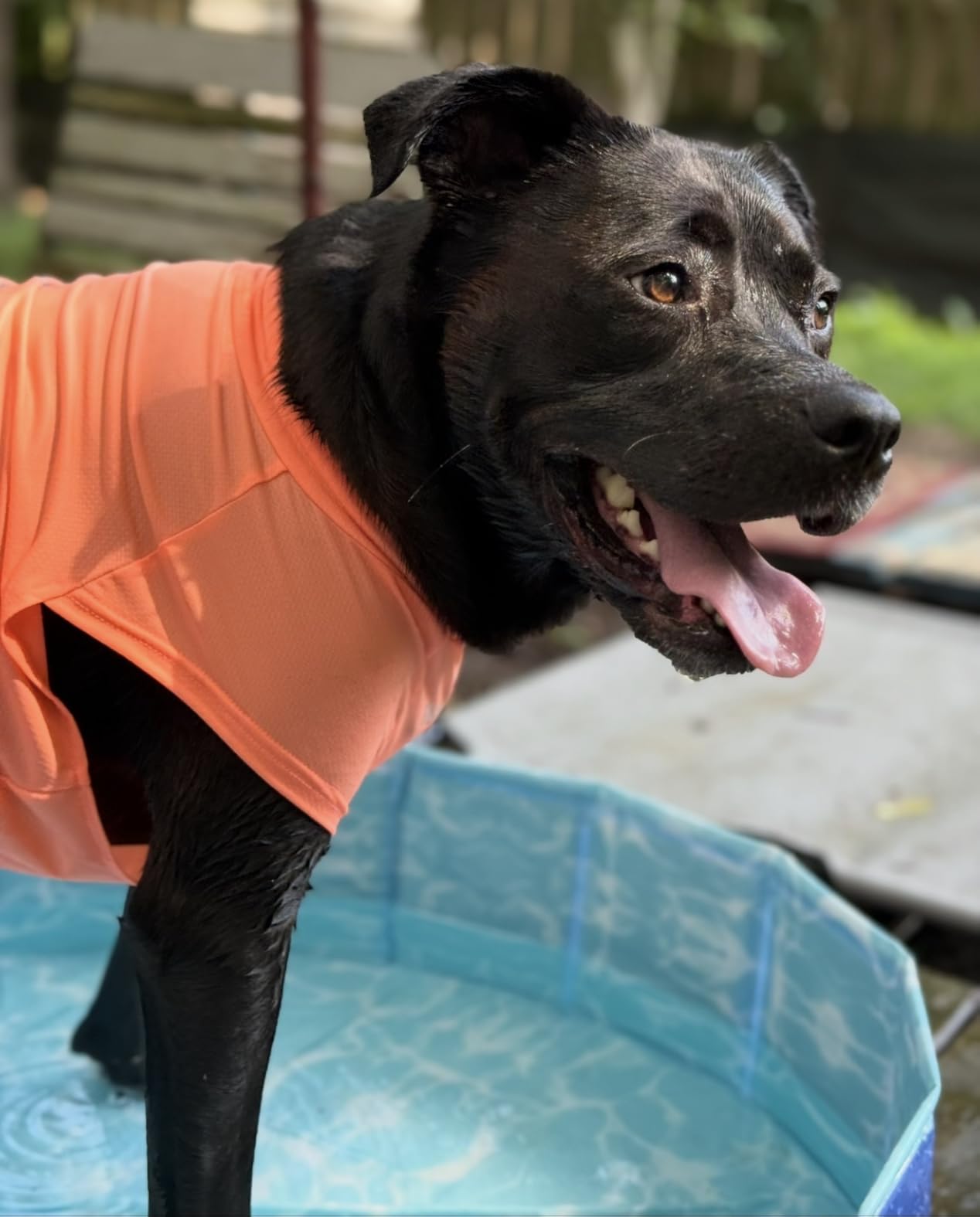 Dog Shirt, Cooling Vest Lightweight Breathable, Dog T-Shirts All-Season UV Protection Pet Clothes Quick Dry Soft Stretchy Pet Shirt Vest For Small Medium Large Dogs (Misty Glade 1PC, Small) customer photo 1