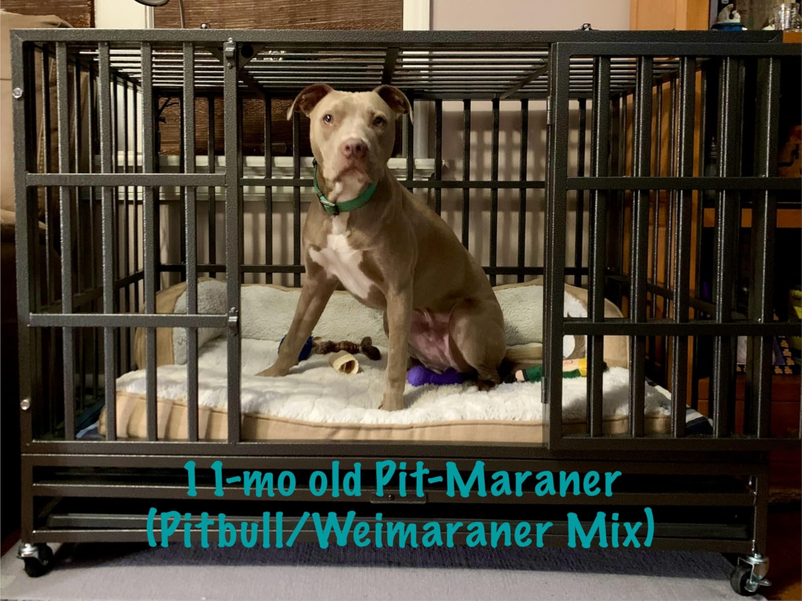 Oranland 48 inch Heavy Duty Indestructible Dog Crate, 2025 New Upgraded Reinforced Baseplate for Large Dogs, XL Dog Crate for High Anxiety Dogs/Max Load Capacity 250lbs/Double Door with Wheels customer photo 1