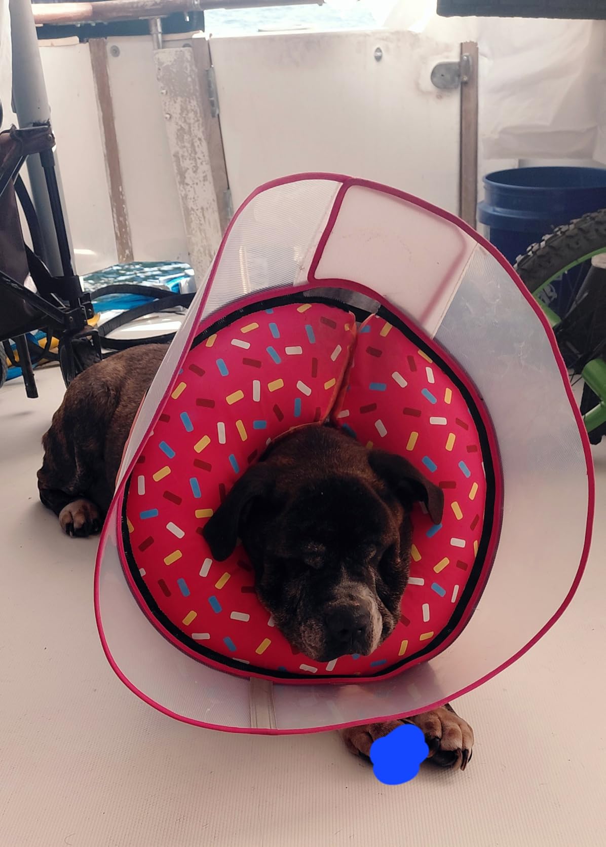 Supet Raised Inflatable Dog Cone Collar to Stop Licking, Soft Dog Cone Alternative After Surgery, Doggie Neck Donut Collar for Small Medium Large Dogs customer photo 1