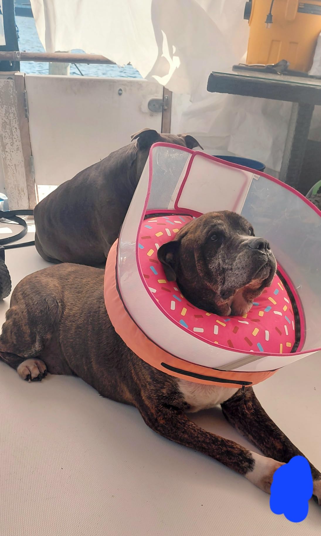 Supet Raised Inflatable Dog Cone Collar to Stop Licking, Soft Dog Cone Alternative After Surgery, Doggie Neck Donut Collar for Small Medium Large Dogs customer photo 2