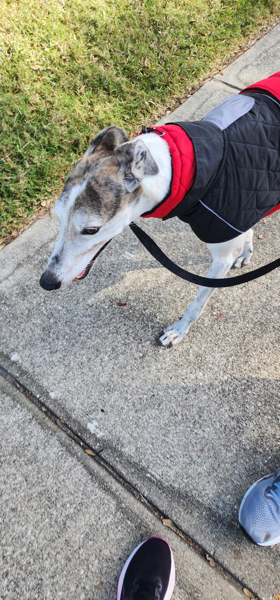 IECOii Greyhound Winter Coat for Large Dogs, Lurcher Whippet Waterproof Jacket, Salukis Dog Clothes With Warm Fleece, Extra Large Cozy Jumper - Red-XXXL customer photo 1