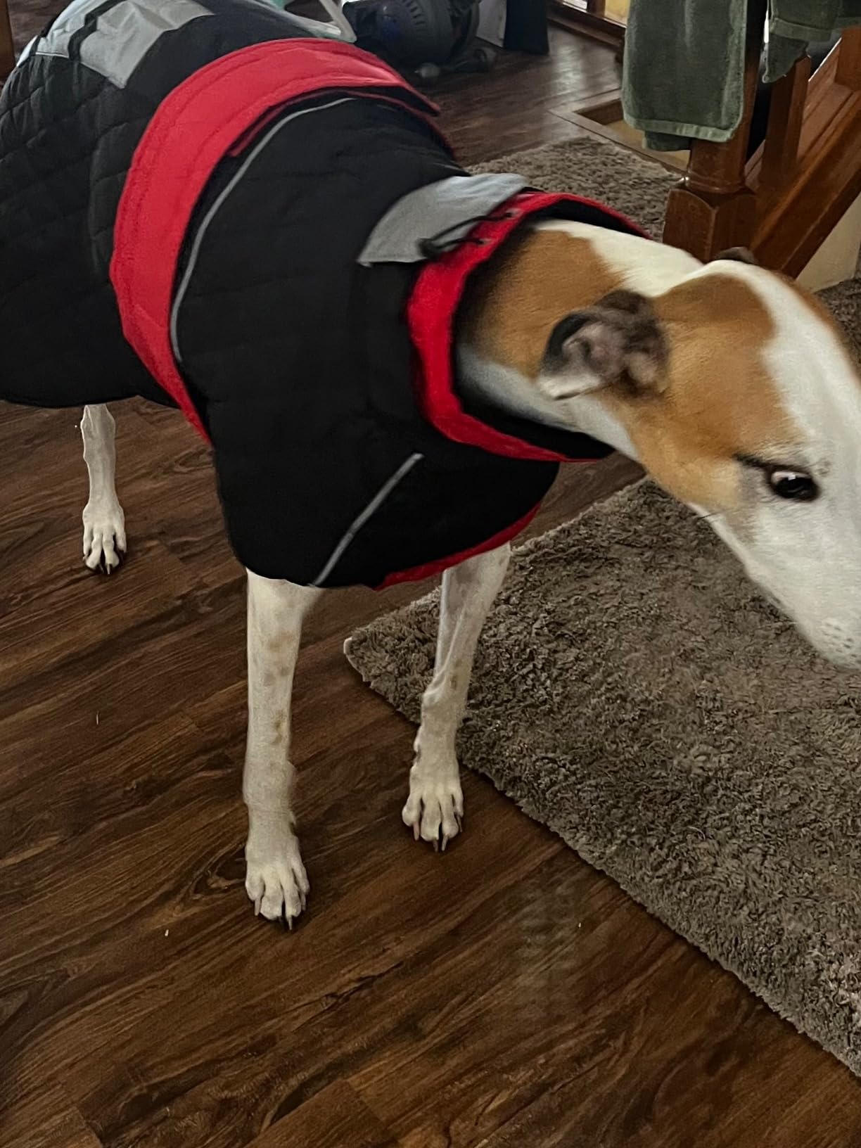 IECOii Greyhound Coat, Italian Greyhound Waterproof Dog Winter Coat, Small Dog Fleece Jumper Whippet Snow Jacket with Harness Hole, Reflective Lurchers Salukis Snowsuit for Cold Weather Clothes - Red-S customer photo 2
