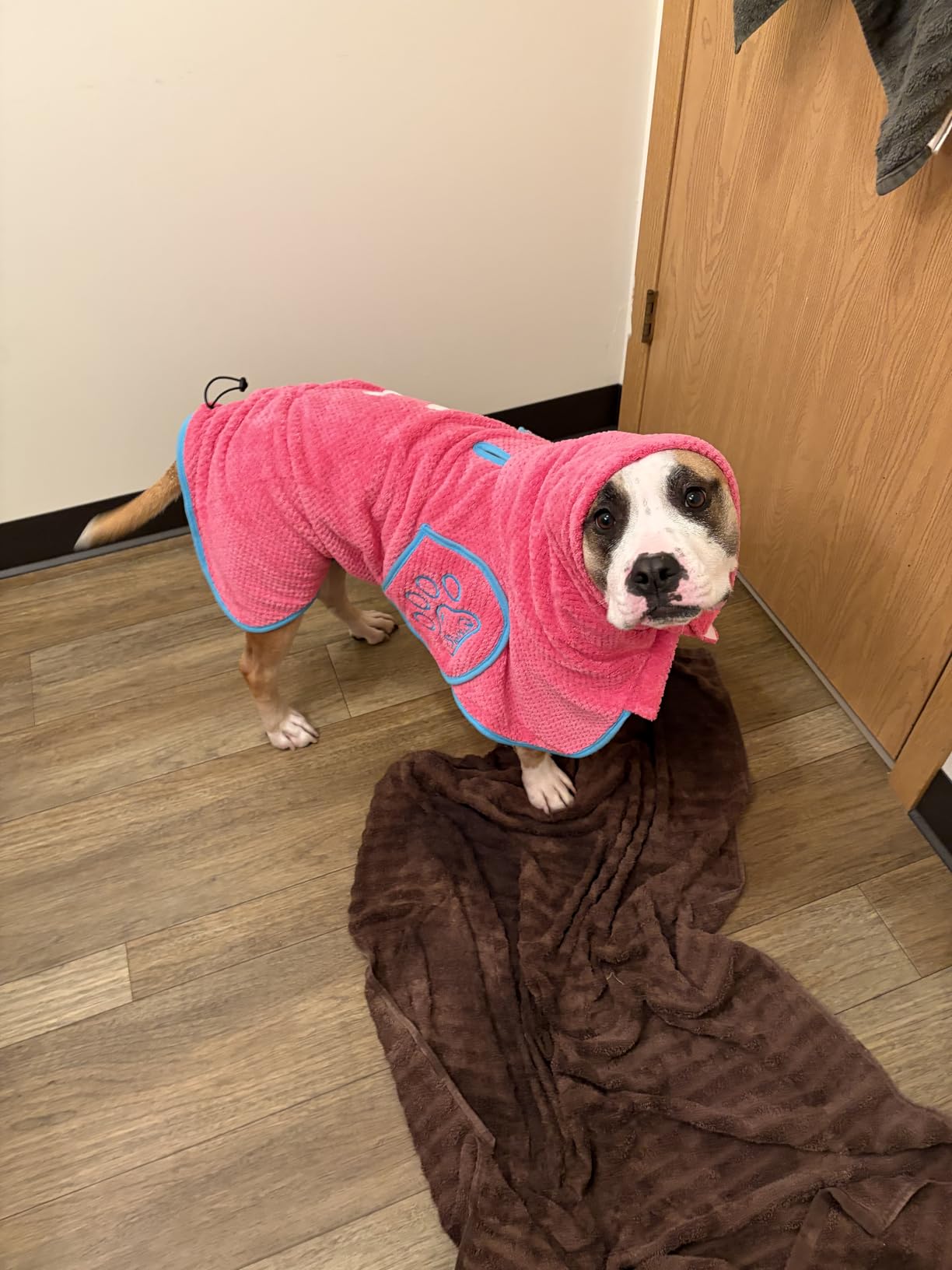 SlowTon Dog Bathrobe Drying Coat - Super Absorbent Microfiber Towel Wrap with Adjustable Collar & Belly Strap, Fast Drying Bath Robe for After Bath Swim, for Large Medium Small Dogs, Pink XL customer photo 2