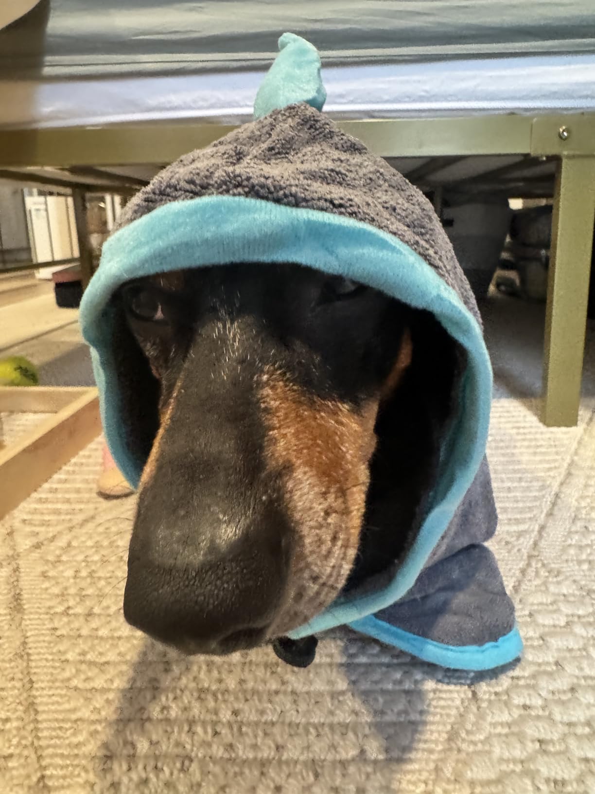Super Absorbent Dog Bathrobe, Microfiber Bath Robe Towel for Fast Drying, Cozy Fit, Adjustable Belly Strap, Unique Dinosaur Design Dog Drying Coat for Bath, Rainy Walks & Cold Weather customer photo 2