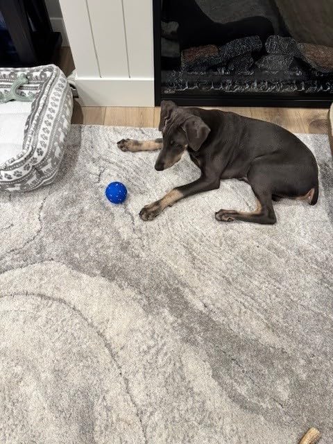 Cheerble Smart Interactive Dog Toy, Wicked Ball AIR, Automatic Moving, Bouncing, and Rotating, E-TPU Material, IPX7 Waterproof Rating, Active Rolling Ball for Puppy, Medium and Large Dogs customer photo 2