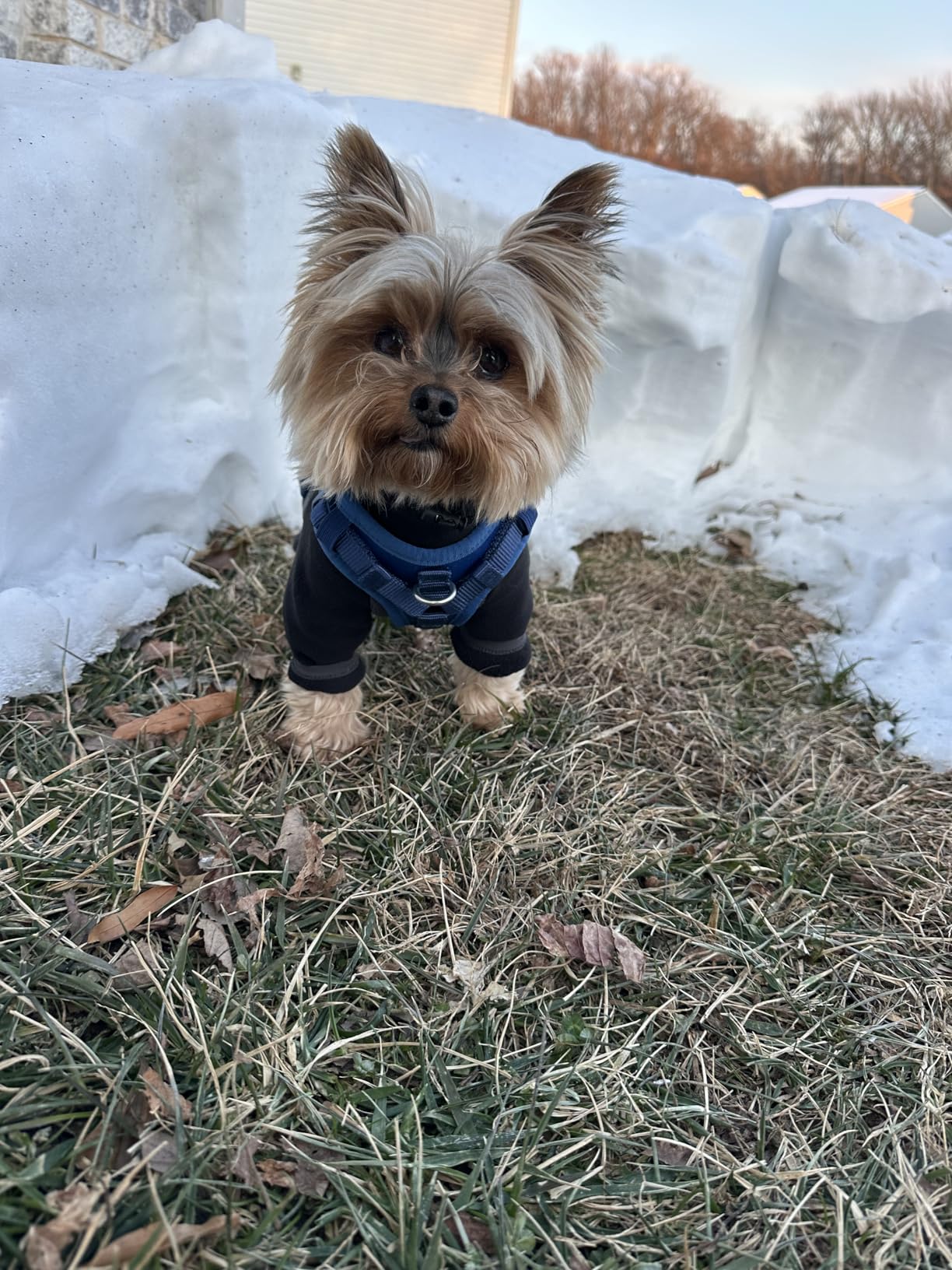 Fleece Dog Coat for Small Medium Dog, Pullover Pajamas Jumpsuit Bodysuit Puppy Coats with Legs, Pet Windproof Warm Cold Weather Jacket Full Body Vest Cozy Snowsuit Outfit Clothes - Black, S customer photo 1