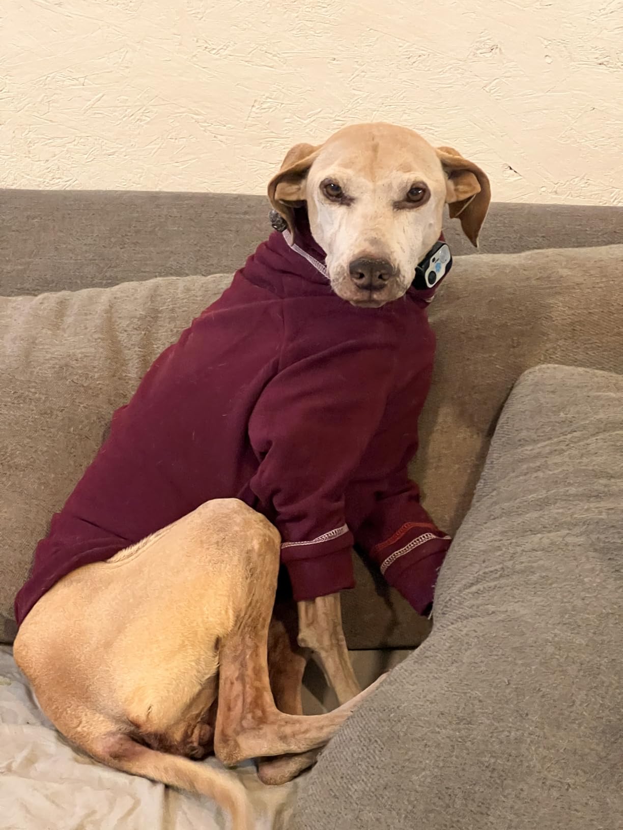Greyhound Dog Sweater, Italian Coat for Small Dogs, Whippet Pullover Turtleneck Stretchy Knit Sweatshirt, Thermal Clothes Pajamas Sighthounds Jumpsuit for Cold Weather - S customer photo 1