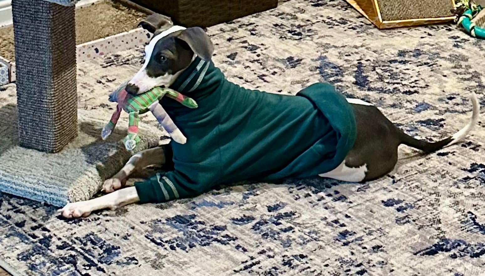 Greyhound Dog Sweater, Italian Coat for Small Dogs, Whippet Pullover Turtleneck Stretchy Knit Sweatshirt, Thermal Clothes Pajamas Sighthounds Jumpsuit for Cold Weather - S customer photo 2