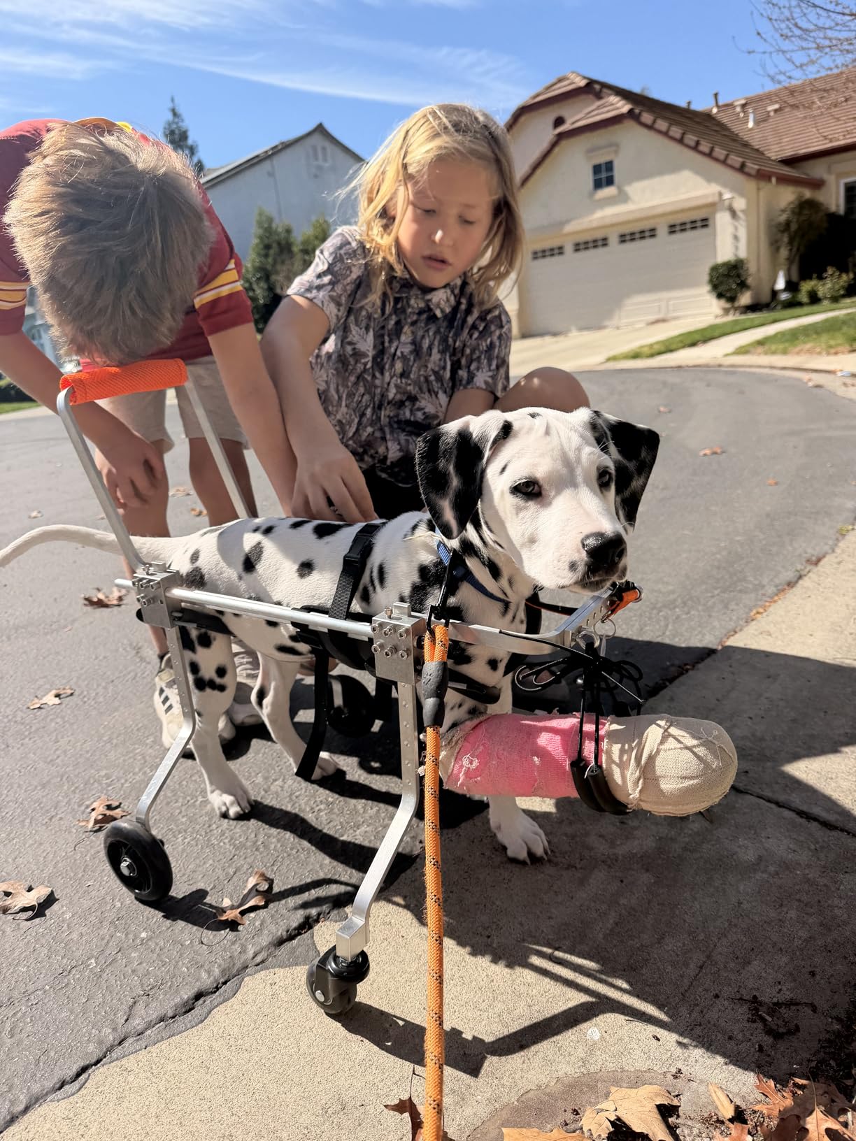 Dog Wheel Chair, Adjustable 4 Wheel Pet Wheelchair with Handle for Small and Medium Sized Cats/Dogs, Dog Wheelchair Cart for Front Leg Arthritis, Weak Limbs (XS) customer photo 1