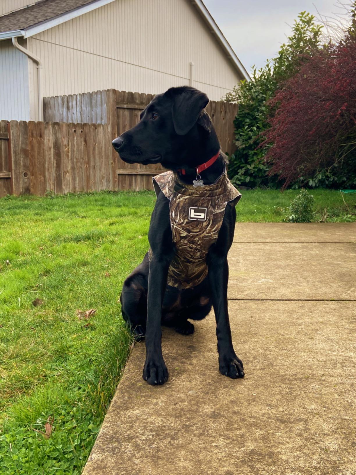 Banded Dogs' Waterfowl Hunting Warm Neoprene Floating Performance Thermoregulating 5mm Parka (Realtree Legacy, Large) customer photo 2
