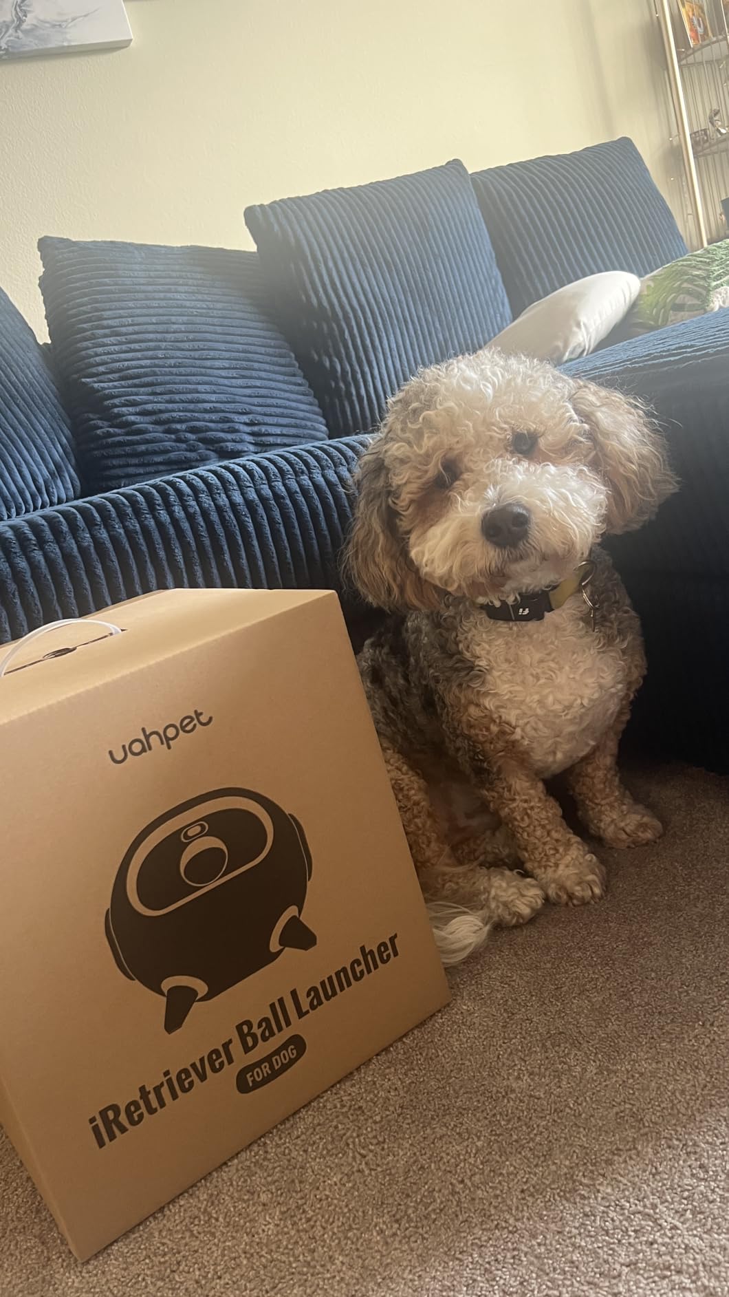 uahpet Automatic Ball Launcher for Dogs with Obstacle Detection, 20ft-80ft Adjustable Distances Ball Thrower Launcher for Medium & Large Dogs, with 4 Balls (2.5 inches) customer photo 2