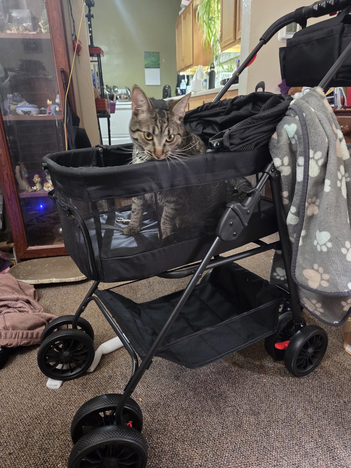 Bicystar Pet Stroller for Small Dogs Cats with Wheels, Detachable Carrier, Max Load 33 lbs, Easy Folding, Compact Portable, Dog Carriage Cart Car Seat 3 in 1 customer photo 1