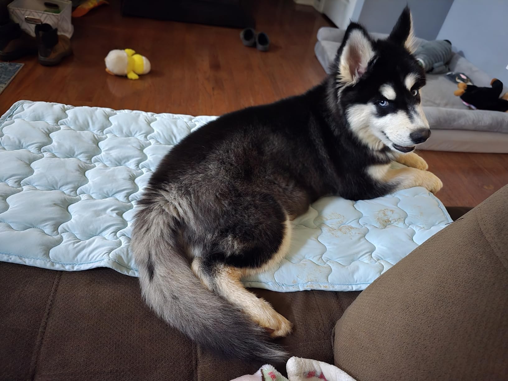 Bedsure Cooling Dog Mat Extra Large, Q-Max>0.5 XXL Thin Breathable Cold Crate Pad for Pet, Portable Washable Kennel Bed for Summer Active Dog with Chill Soothing Fabric to Rapid Cooling, 48×30, Blue customer photo 2″ class=”wp-image-customer”/></figure>


<h3><span class=