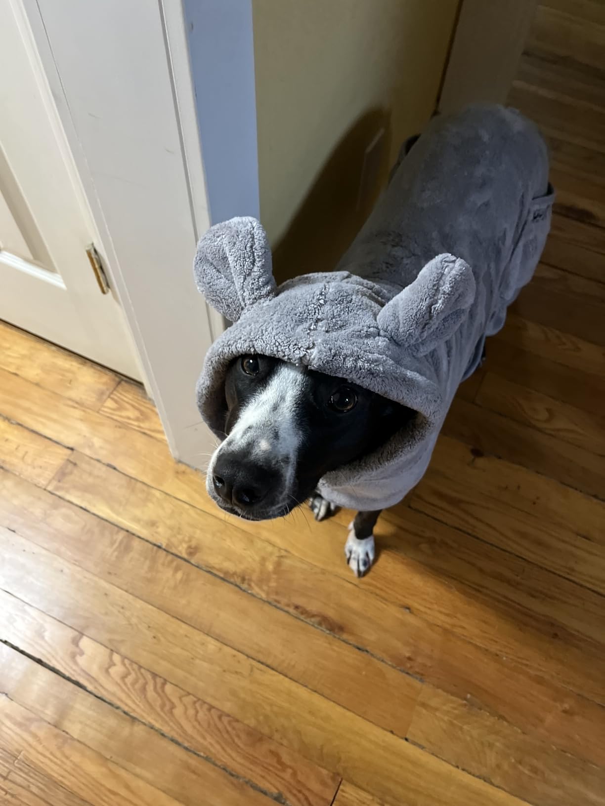 SOGGYDOGGY US: Luxury Dog Bathrobe, Super Absorbent Microfiber Dog Bath Supplies, Fast Dry in Minutes, Thick & Soft Robe - Pet Grooming, Wash & Pet Hair Dryer - All-Season Dressing Gown (M) customer photo 2