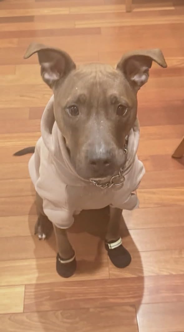 Ruffwear Summit Trex Dog Shoes - All-Season Paw Protection with Durable Non-Slip Grip & Stay-Put Fit for Everyday Adventures customer photo 1