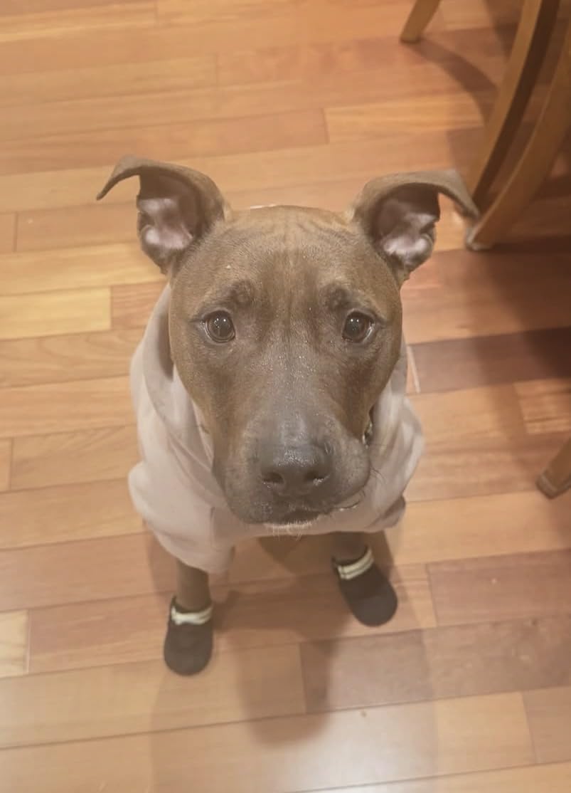 Ruffwear Summit Trex Dog Shoes - All-Season Paw Protection with Durable Non-Slip Grip & Stay-Put Fit for Everyday Adventures customer photo 2