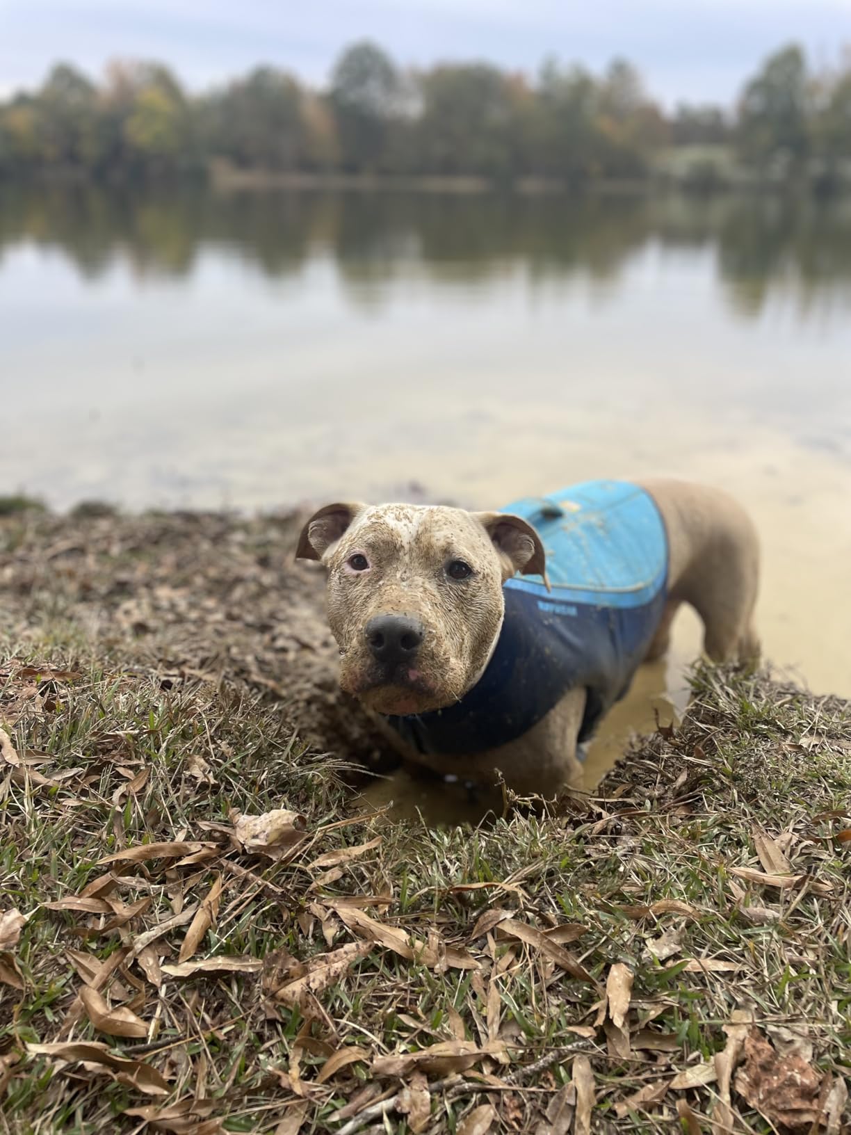 Ruffwear Float Coat Dog Life Jacket, Premium Buoyancy Swim Vest with Lift Handle, Secure Fit & Reflective Trim, Adjustable Flotation for Swimming, Boating, & Outdoor Adventures, Deep Blue, Small customer photo 1