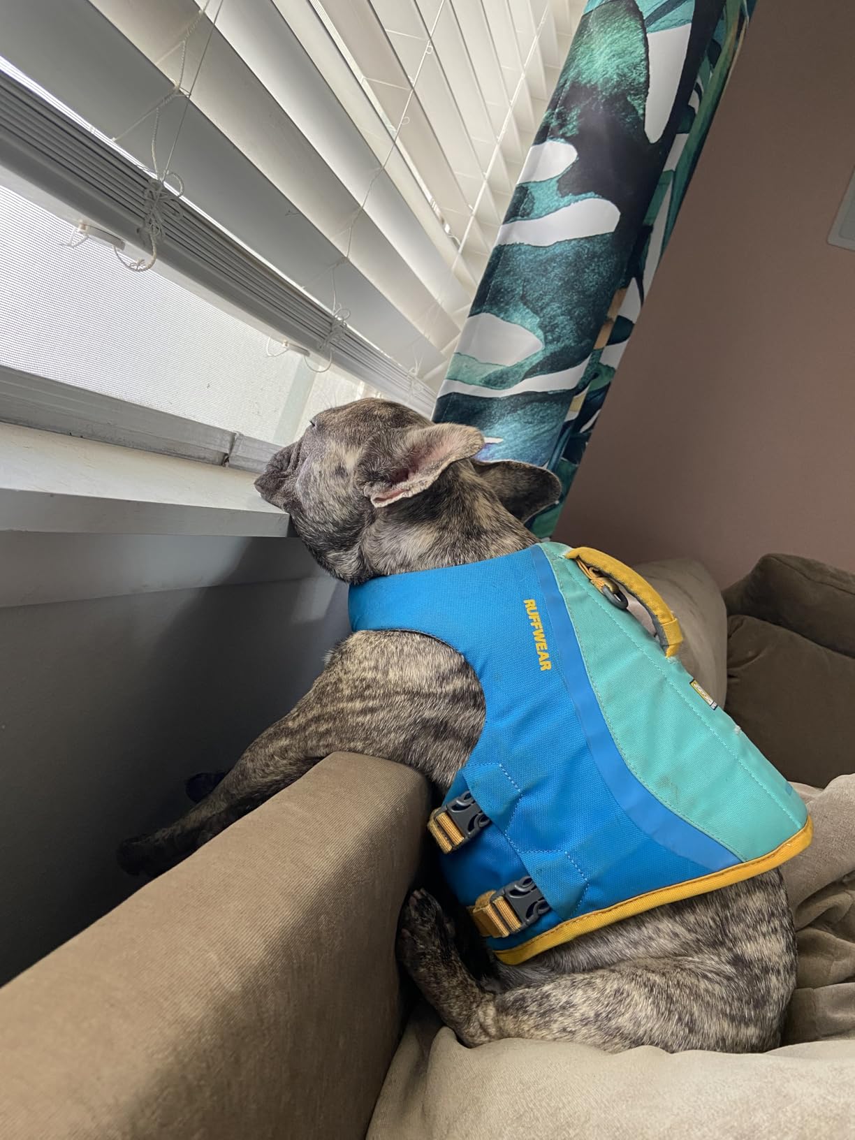 Ruffwear Float Coat Dog Life Jacket, Premium Buoyancy Swim Vest with Lift Handle, Secure Fit & Reflective Trim, Adjustable Flotation for Swimming, Boating, & Outdoor Adventures, Deep Blue, Small customer photo 2