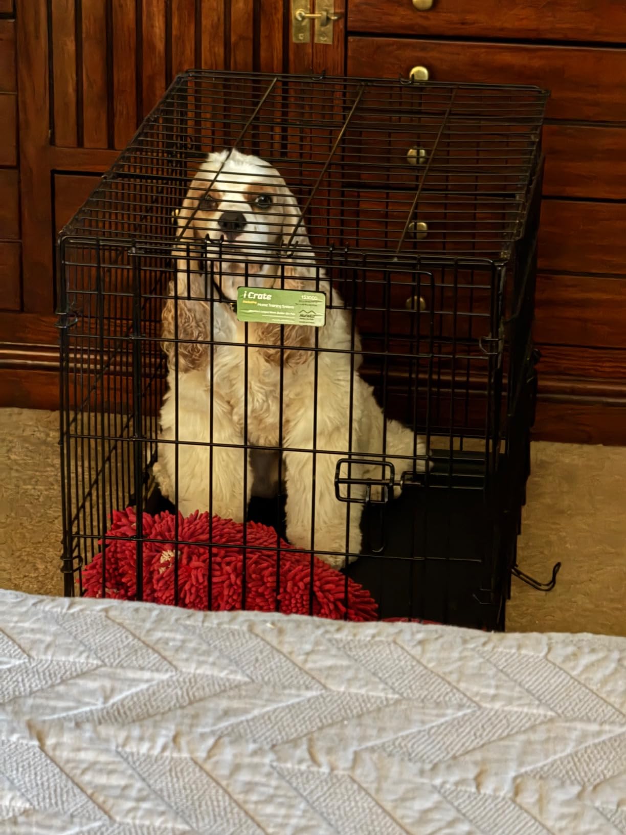 HUNTMARK Dog Training Place Board - Durable Hunting Dog Training Platform - Non-Skid Surface and Nonslip Feet - Stackable, Portable Agility Platform - Modern Puppy Trainer Equipment (Green) customer photo 2