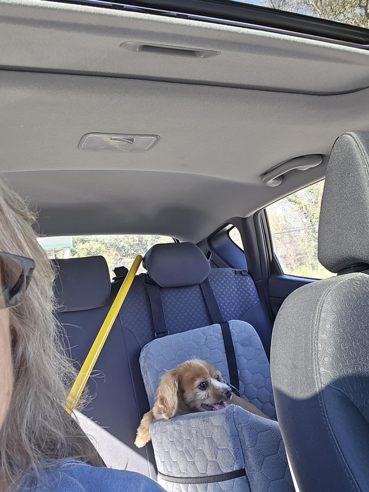 Dog Car Seat for Small/Medium Dogs, Memory Foam Dog Booster Seat, Travel Safety Per Car Seat with Washable Removable Cover, Storage Pockets for Dogs up to 35 lbs (Gray) customer photo 1