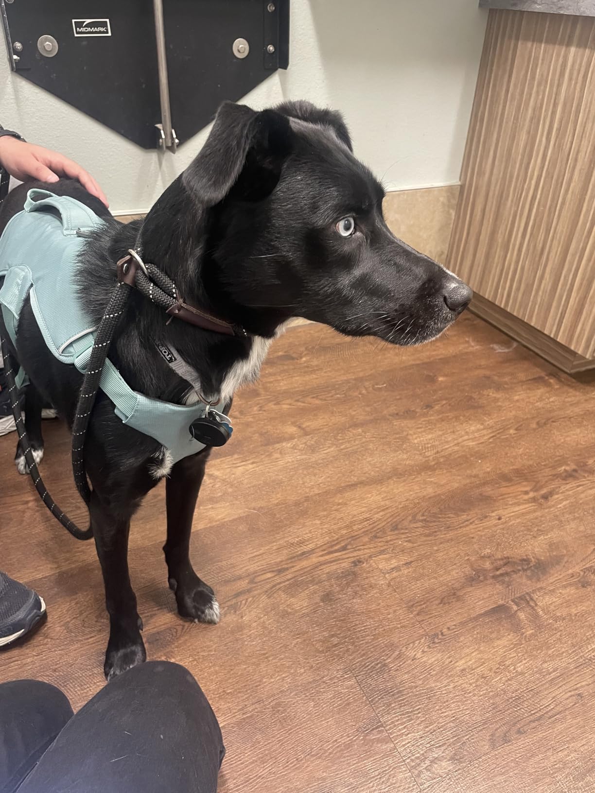 Ruffwear, Web Master, Multi-Use Support Dog Harness, Hiking and Trail Running, Service and Working, Everyday Wear, River Rock Green, Large/X-Large customer photo 2